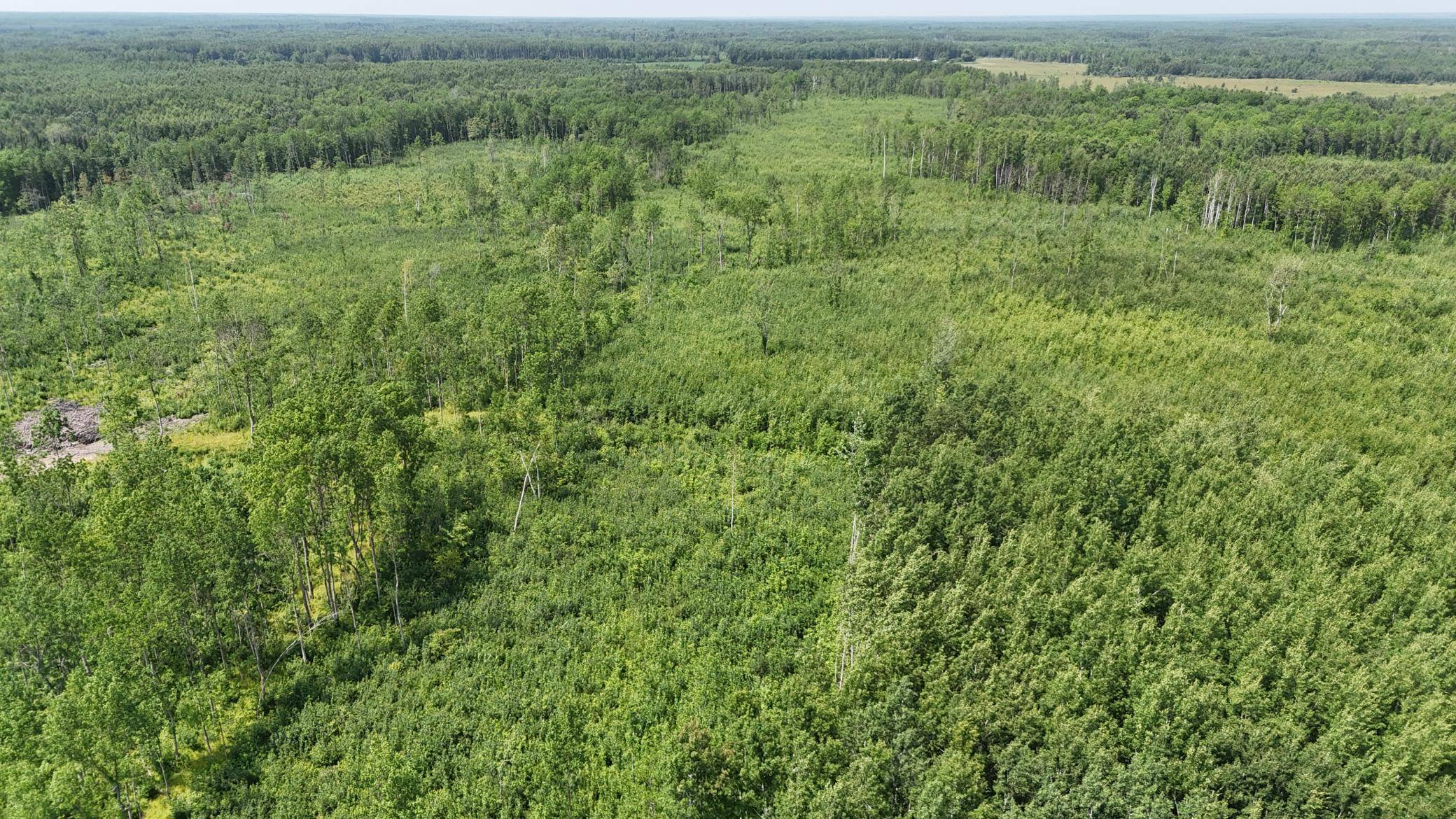 17 E  TBD County Road, Mizpah, MN 56660