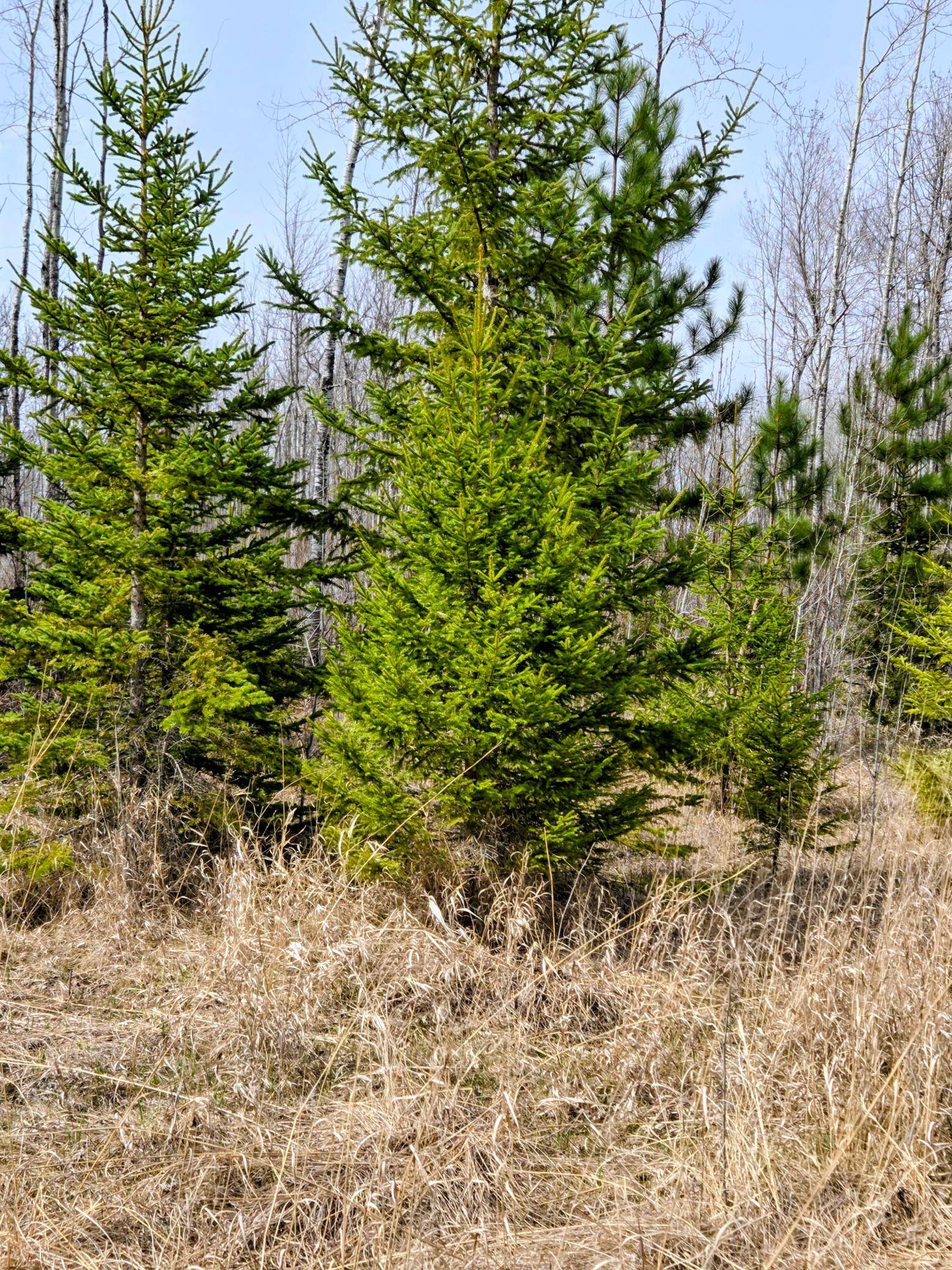 17 E  TBD County Road, Mizpah, MN 56660
