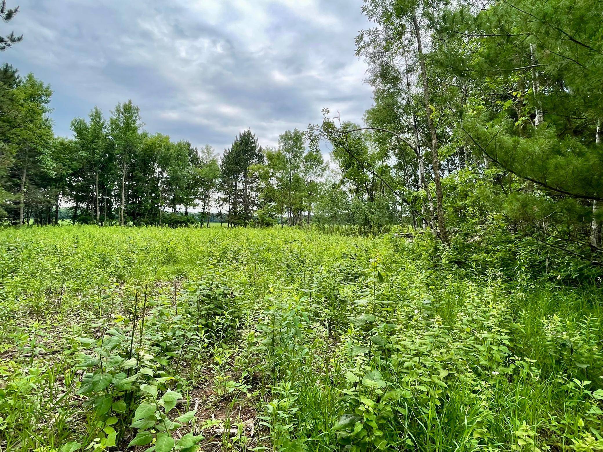 TBD Pacer DR, Browerville, MN 56438