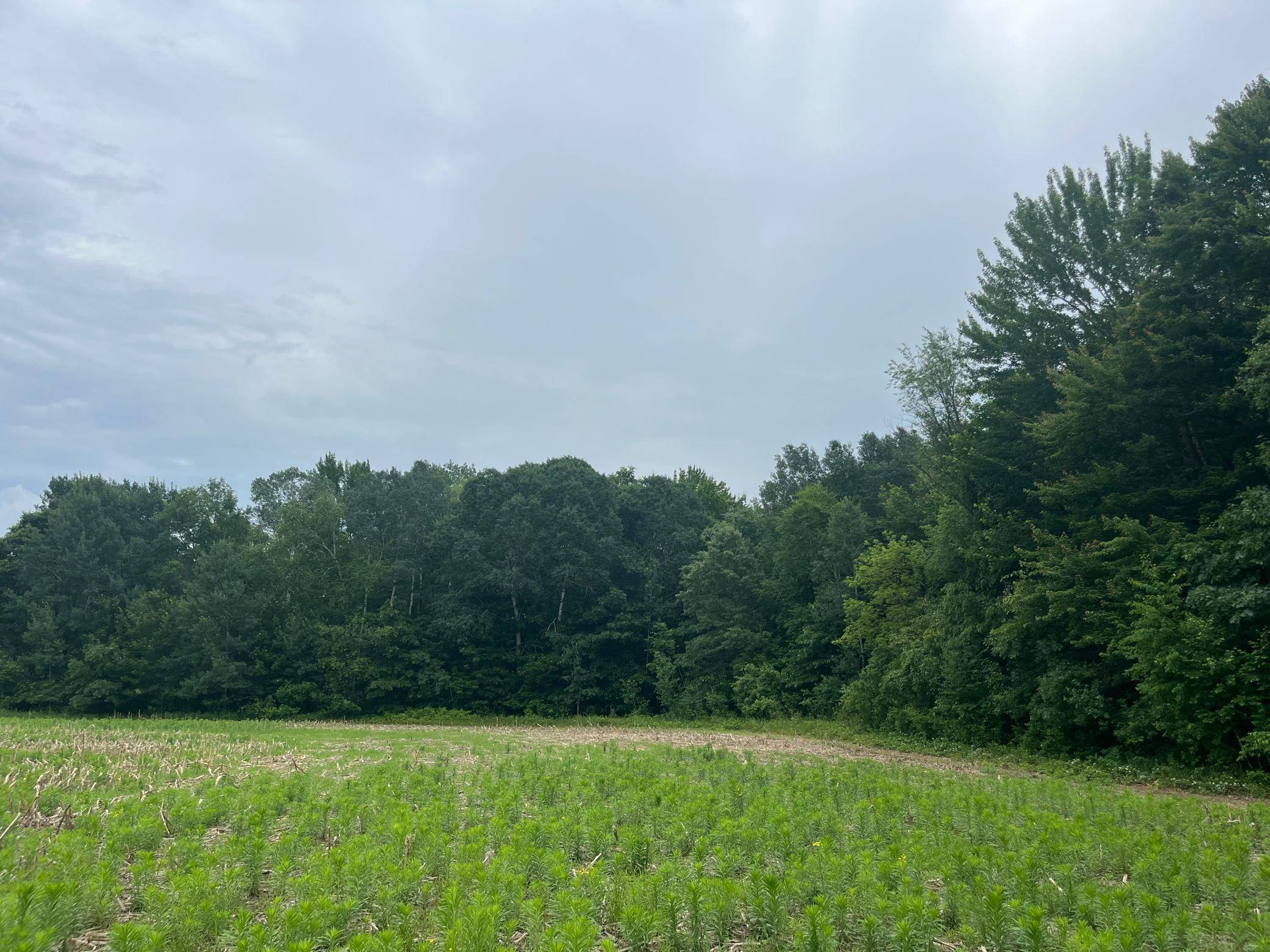 TBD (Lot 4) Hemingway AVE, North Branch, MN 55056