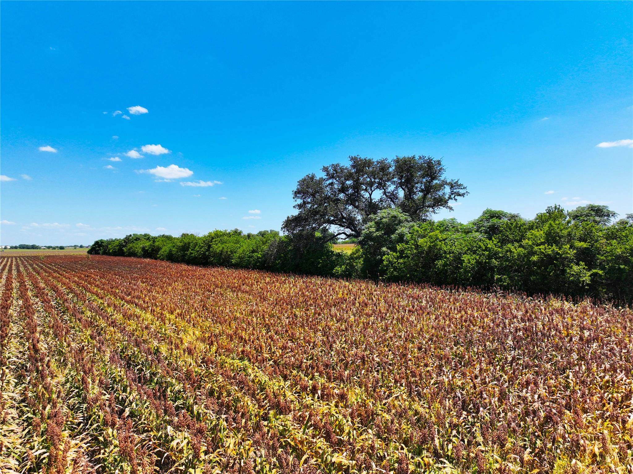 0000 FM 621, Martindale, TX 78655
