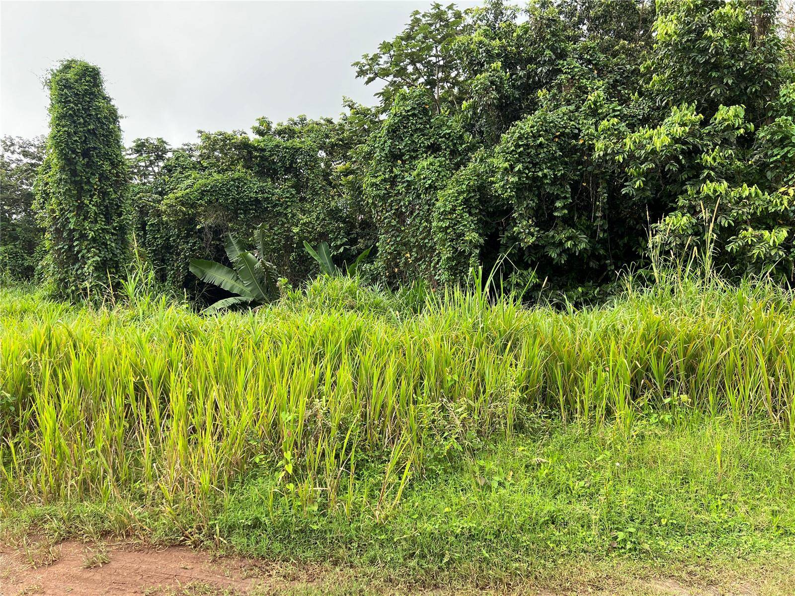 KM 0.2 INT Bo. Helechal PR 152, Barranquitas, PR 00794