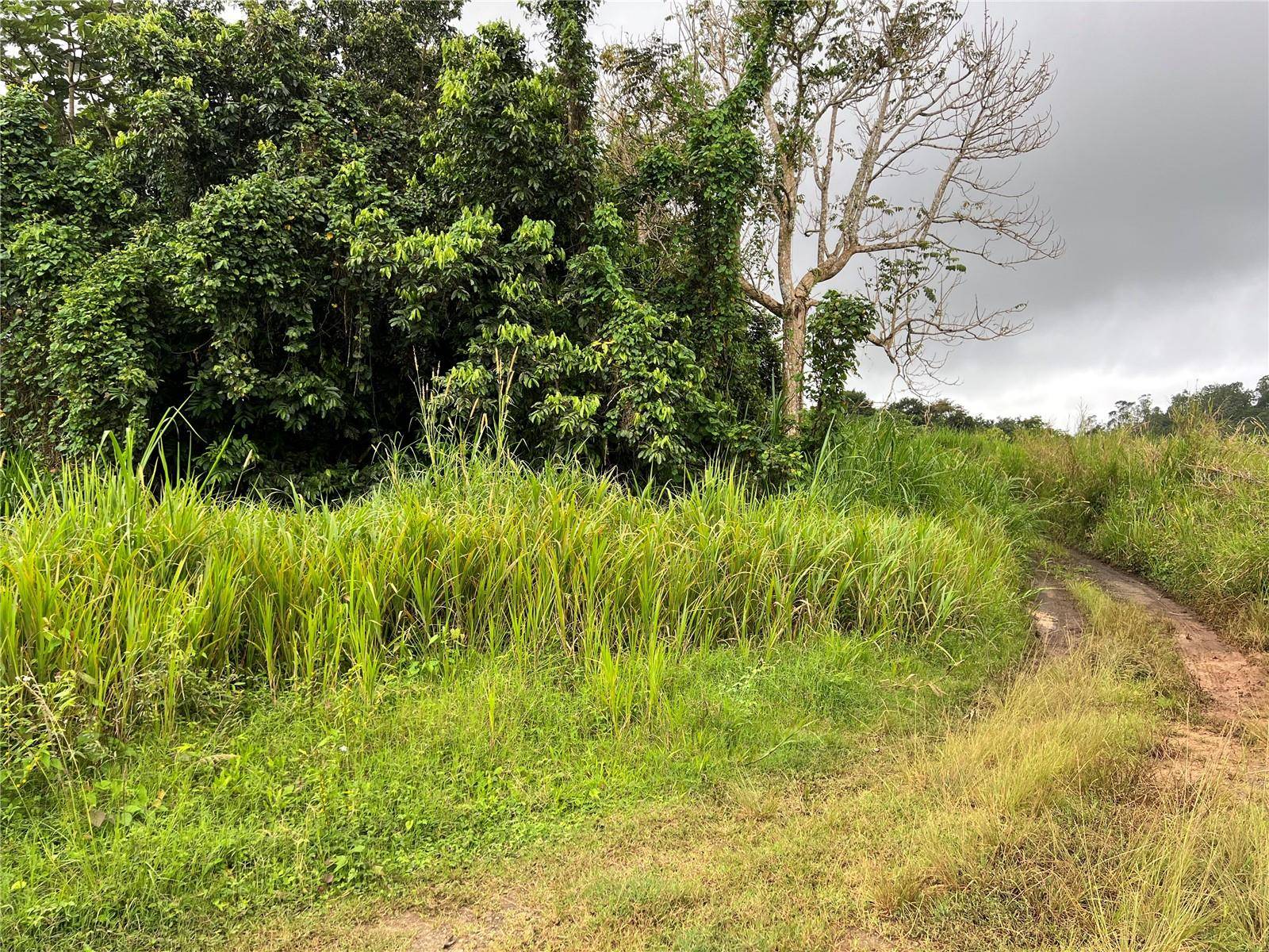 KM 0.2 INT Bo. Helechal PR 152, Barranquitas, PR 00794