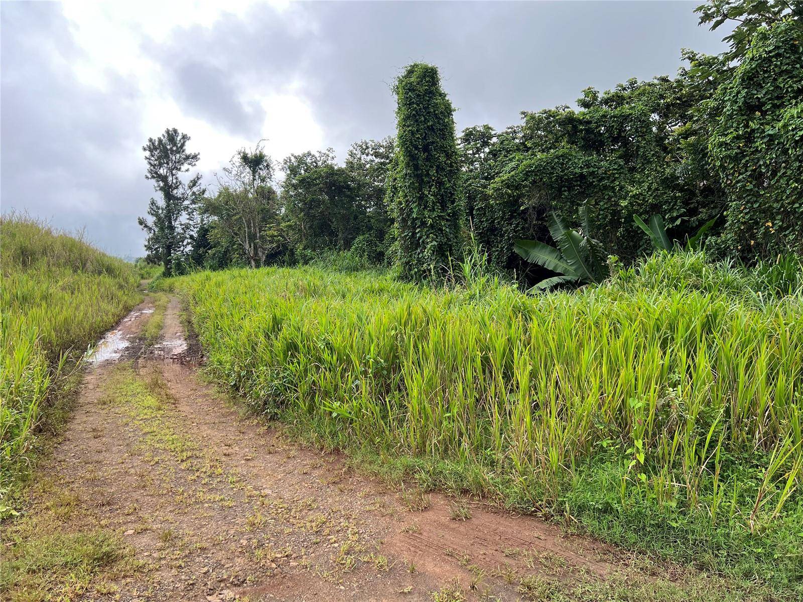 KM 0.2 INT Bo. Helechal PR 152, Barranquitas, PR 00794