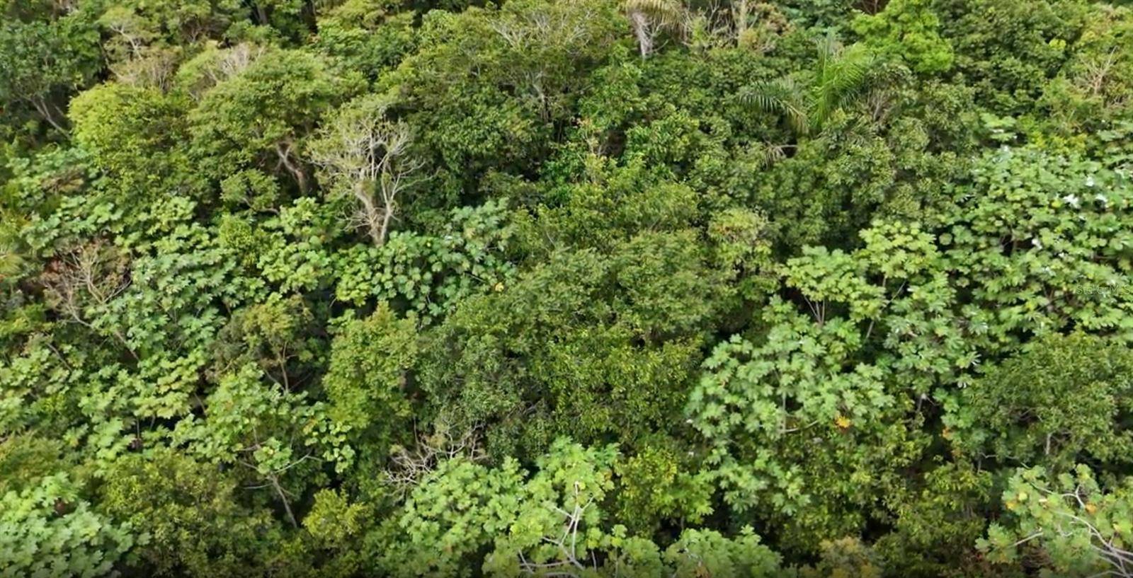 KM 0.2 INT Bo. Helechal PR 152, Barranquitas, PR 00794