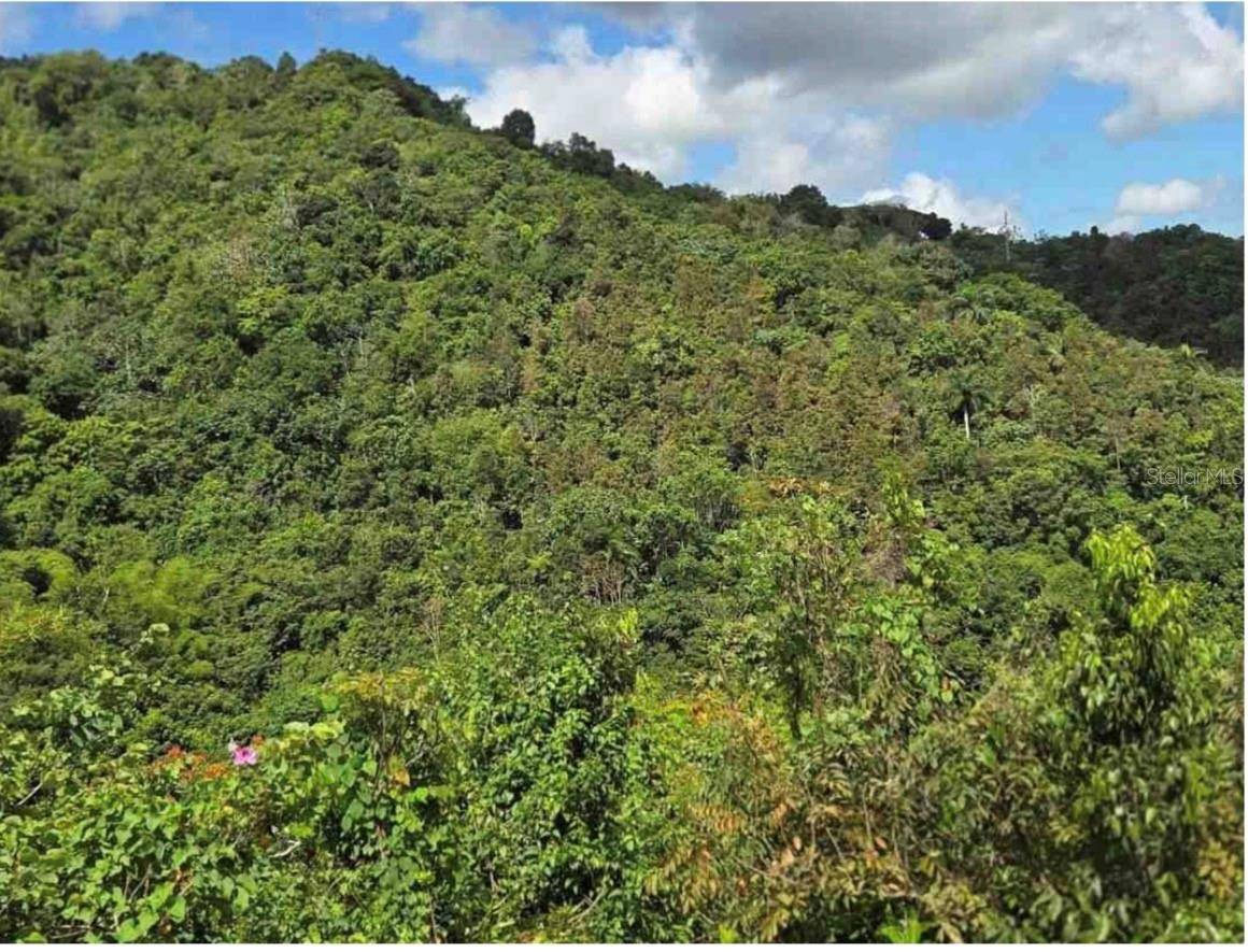 CARR 15 KM 21, Cayey, PR 00736
