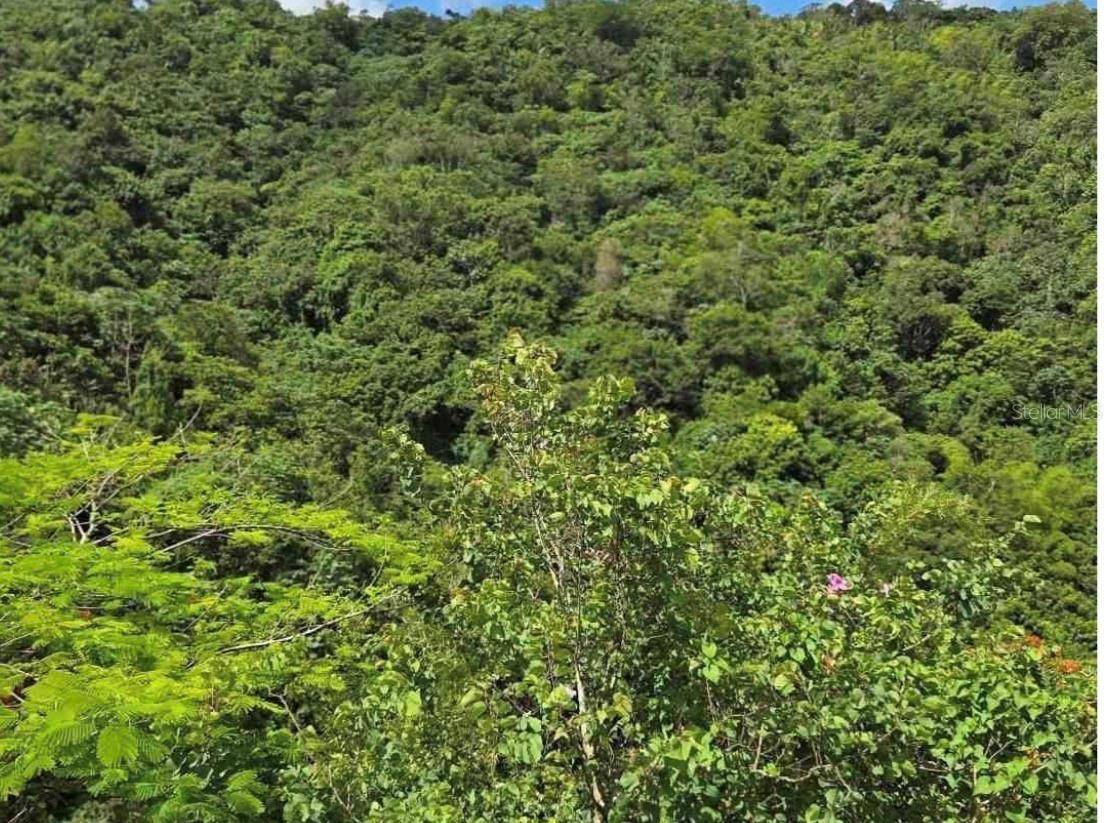 CARR 15 KM 21, Cayey, PR 00736