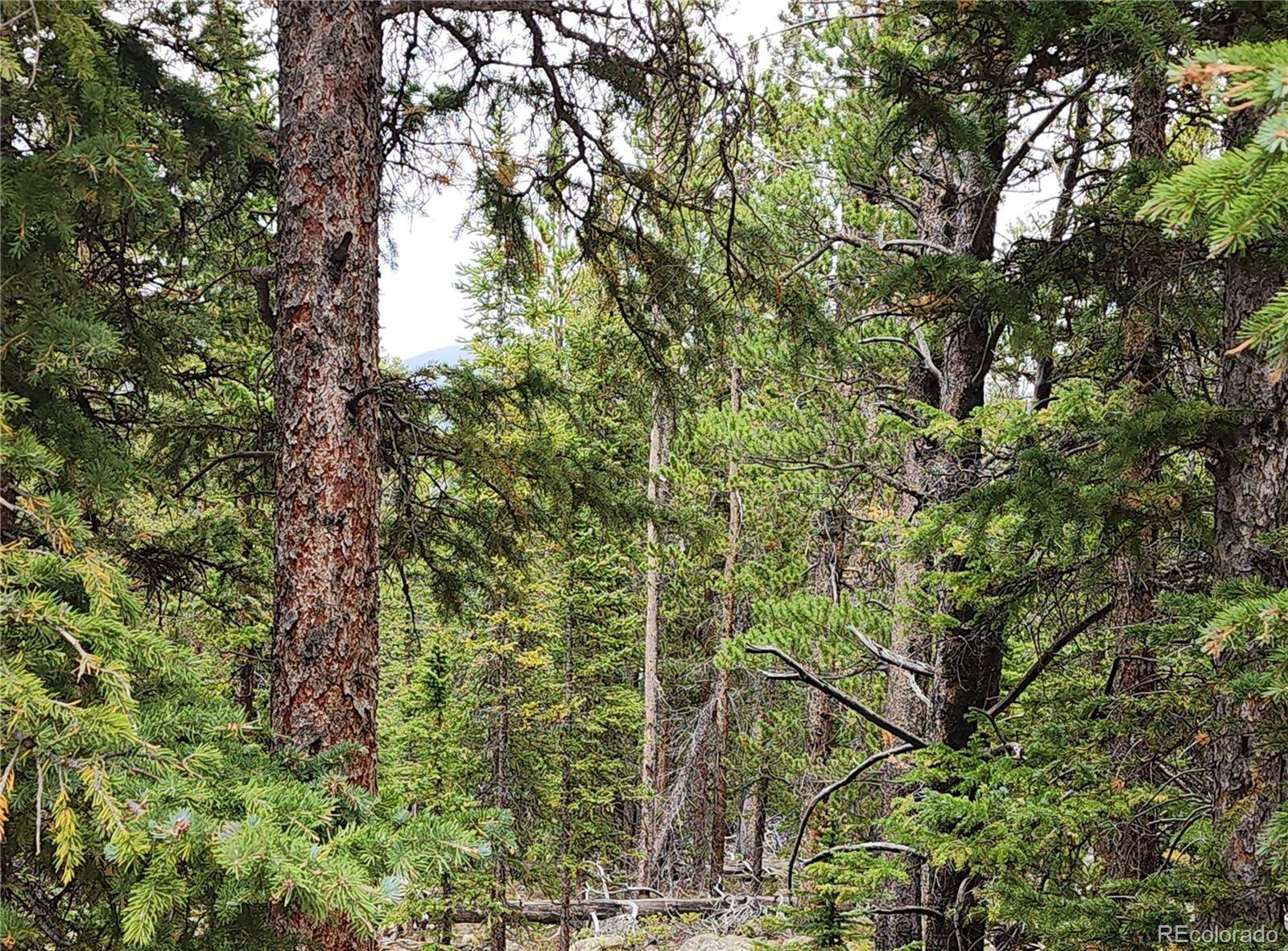 806 Bobcat LN, Fairplay, CO 80440