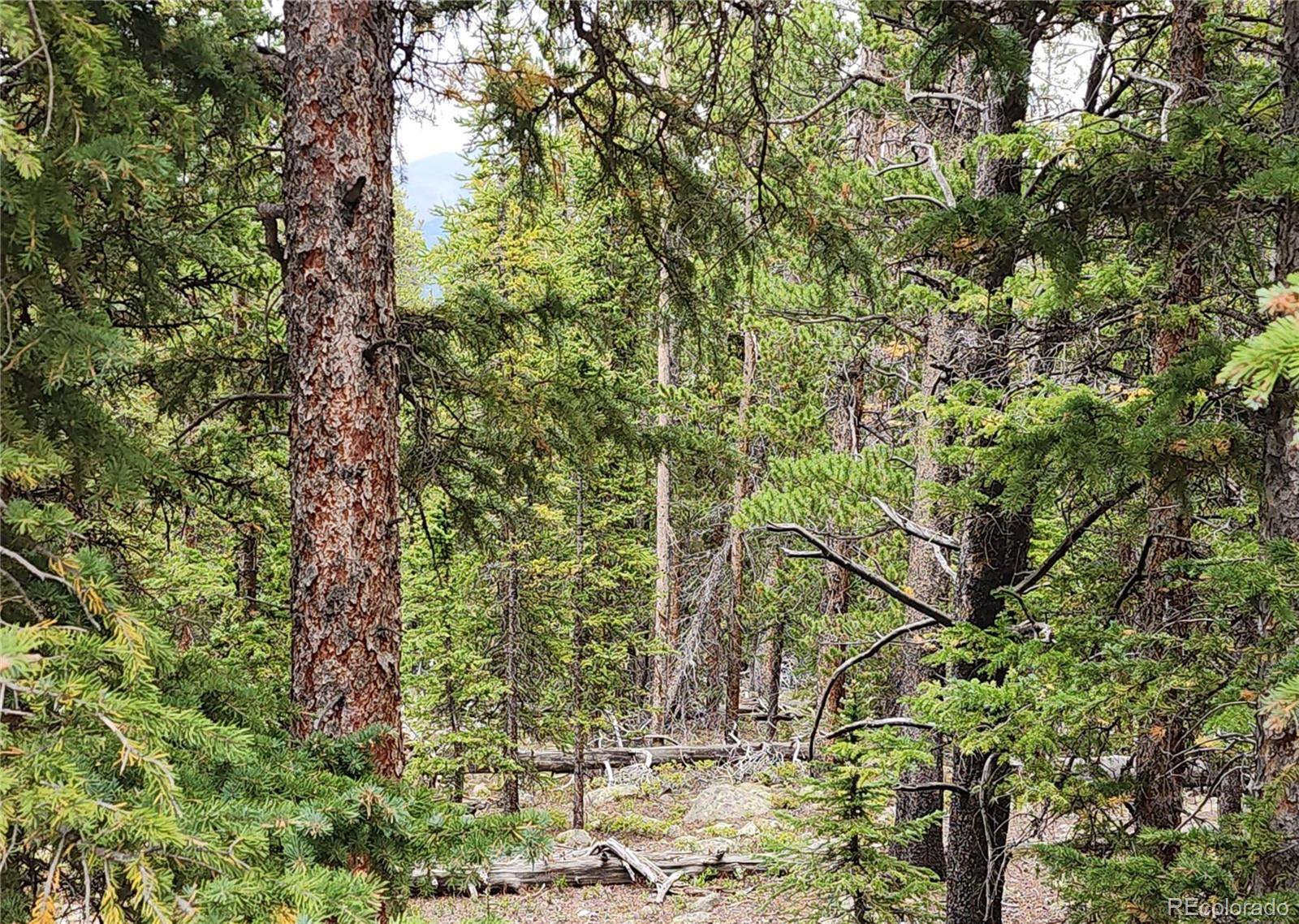 806 Bobcat LN, Fairplay, CO 80440