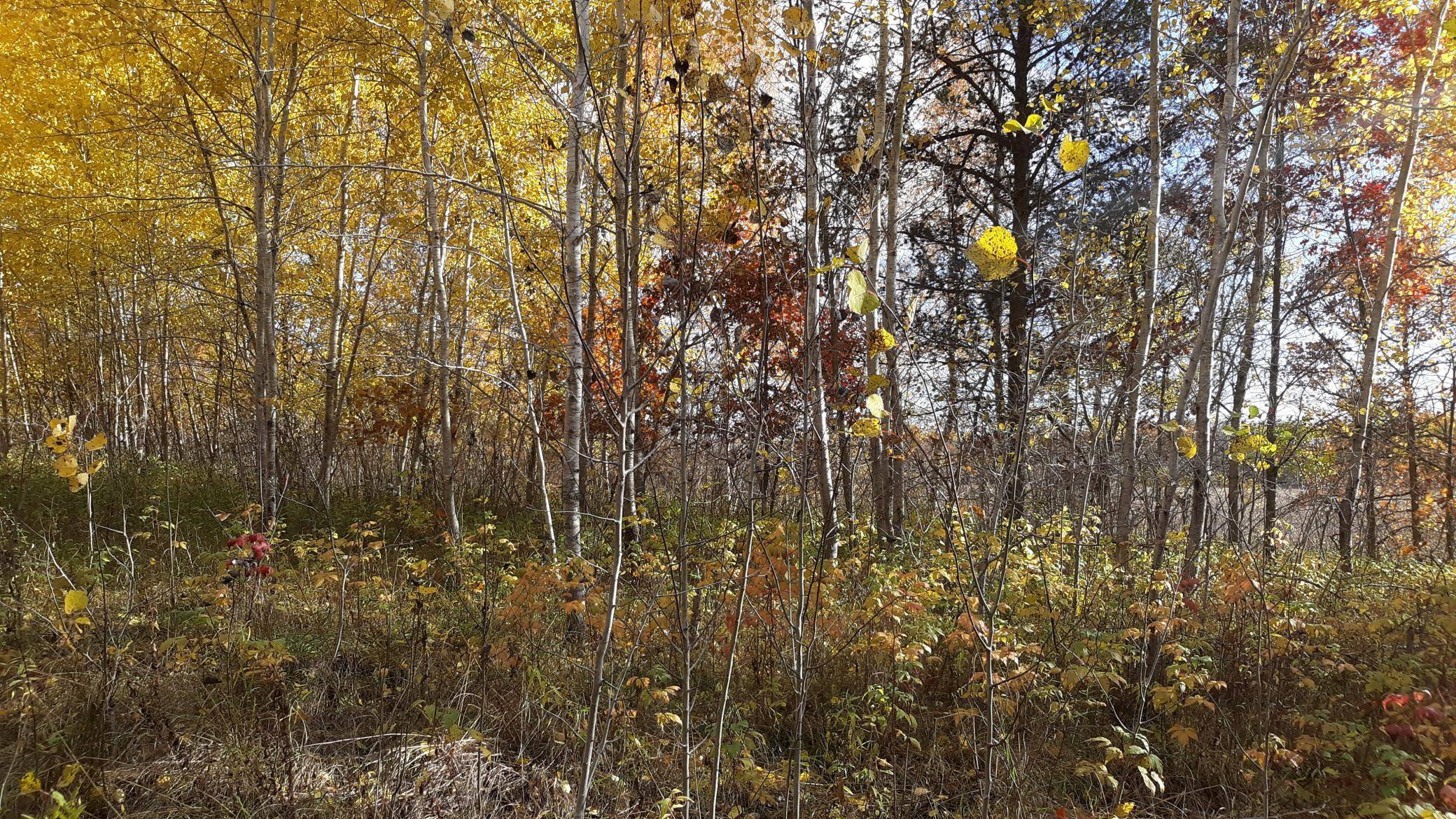 39902 Oriole CT, Browerville, MN 56438
