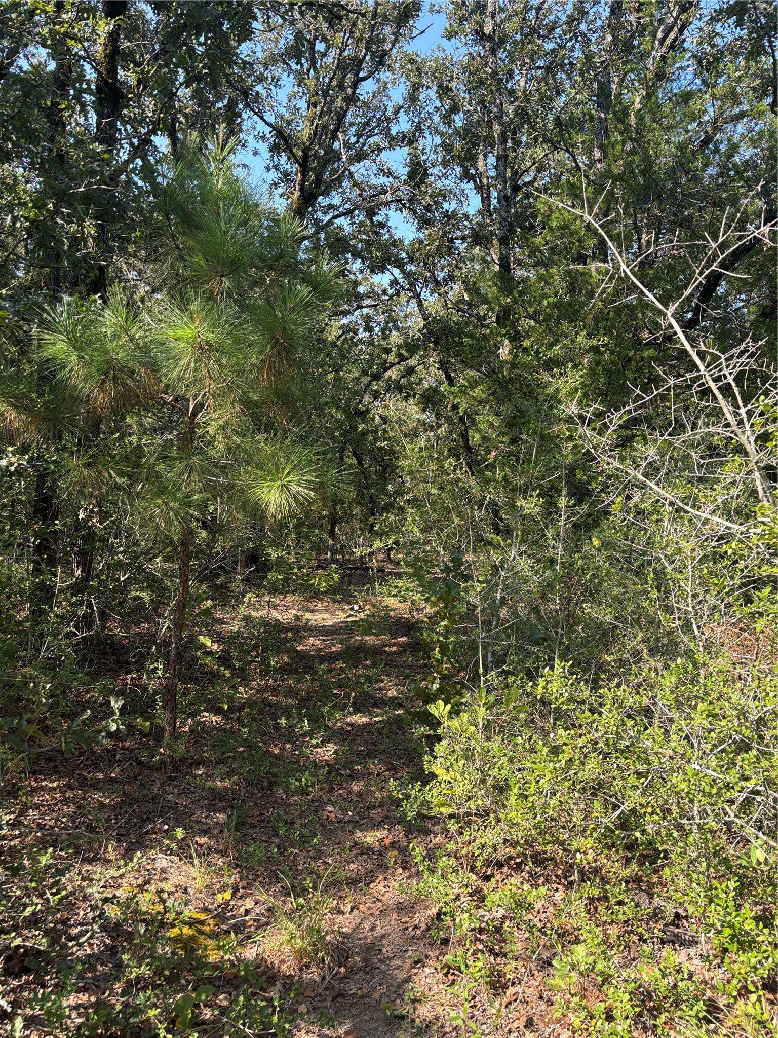 667 Paint Creek South RD, Paige, TX 78659