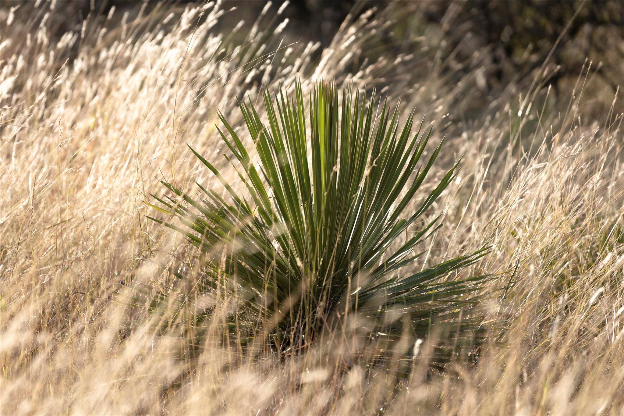 TBD W RR 962, Round Mountain, TX 78663