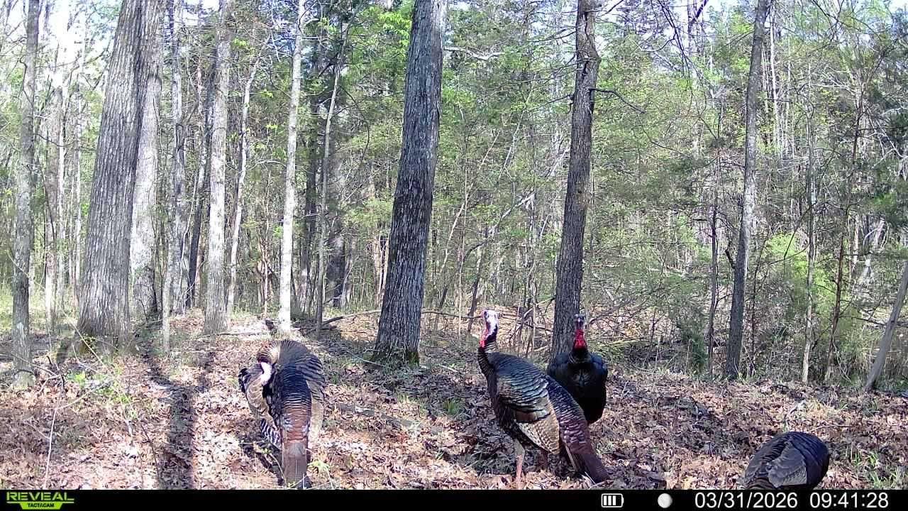 0 Luke Moser Rd, Columbia, TN 38401