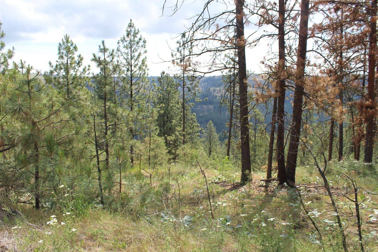 Badger Lot 1&2 Sontag Ridge Ln, Davenport, WA 99122