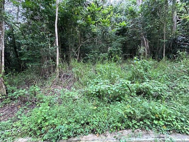 CAMPO NUEVO-AZUCENA 2, Vega Alta, PR 00692