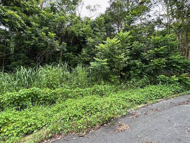 CAMPO NUEVO-AZUCENA 2, Vega Alta, PR 00692
