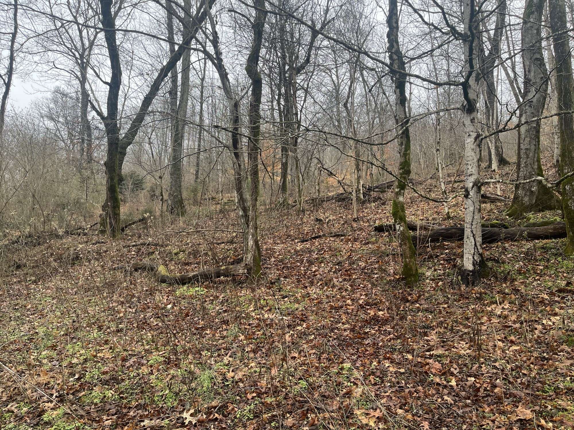 0 Cathcart Rd, Frankewing, TN 38459