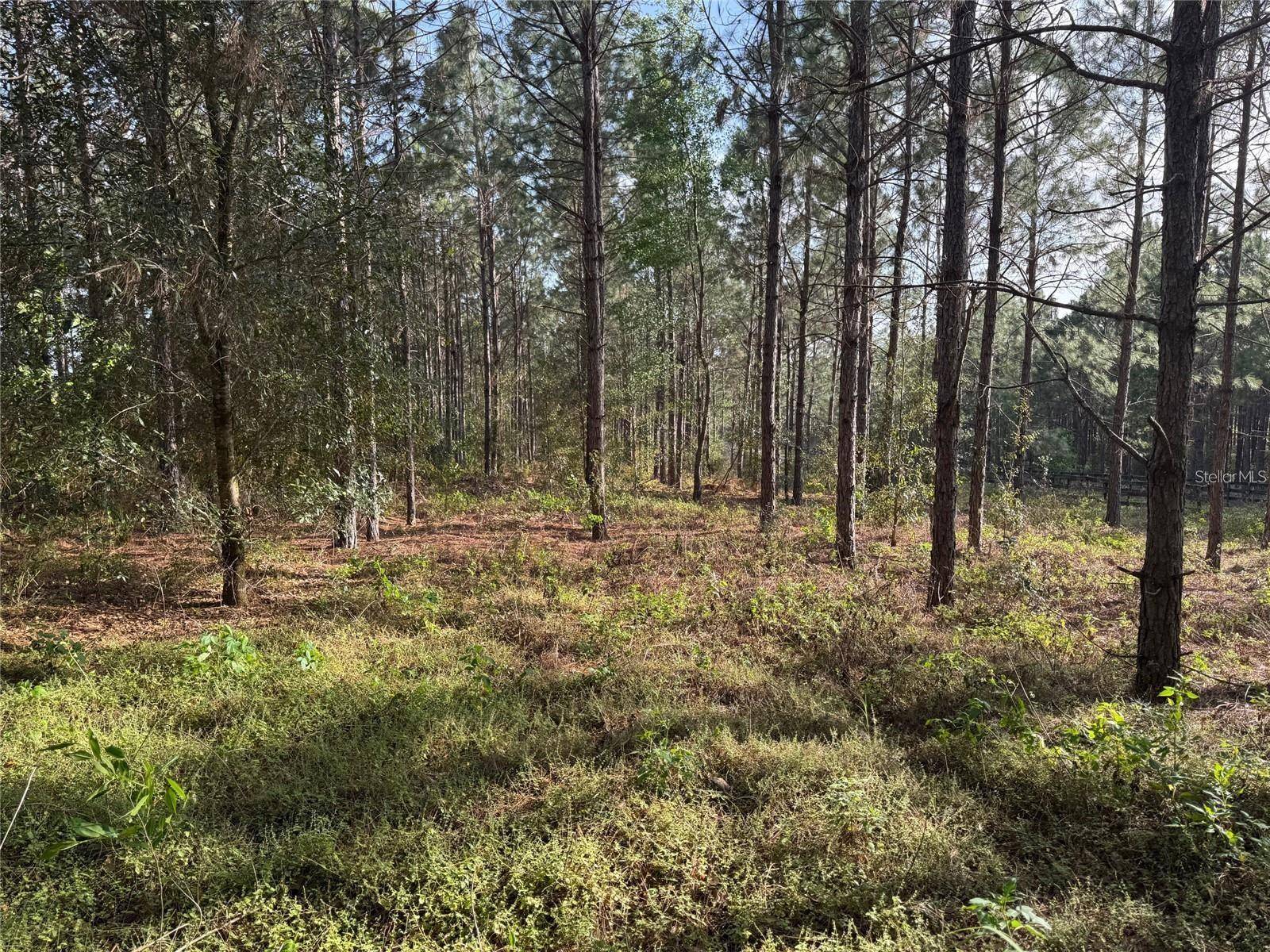 STATE ROAD 44, Eustis, FL 32726