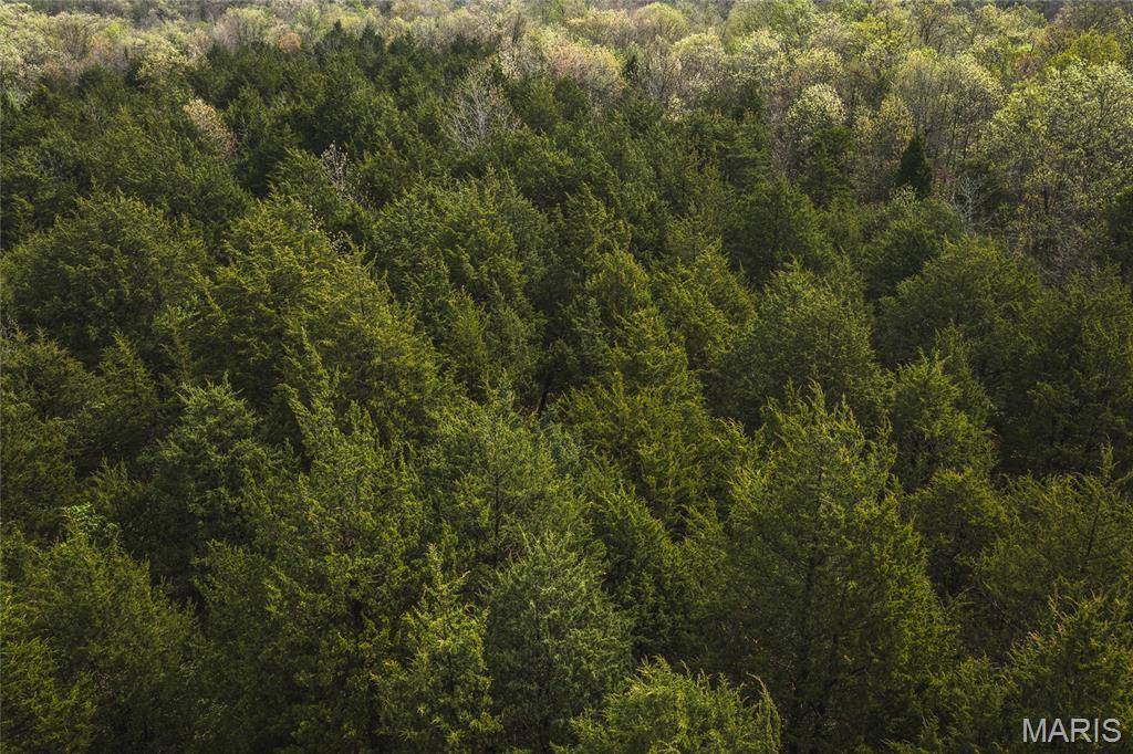 Tract 2 Cleavesville RD, Bland, MO 65014