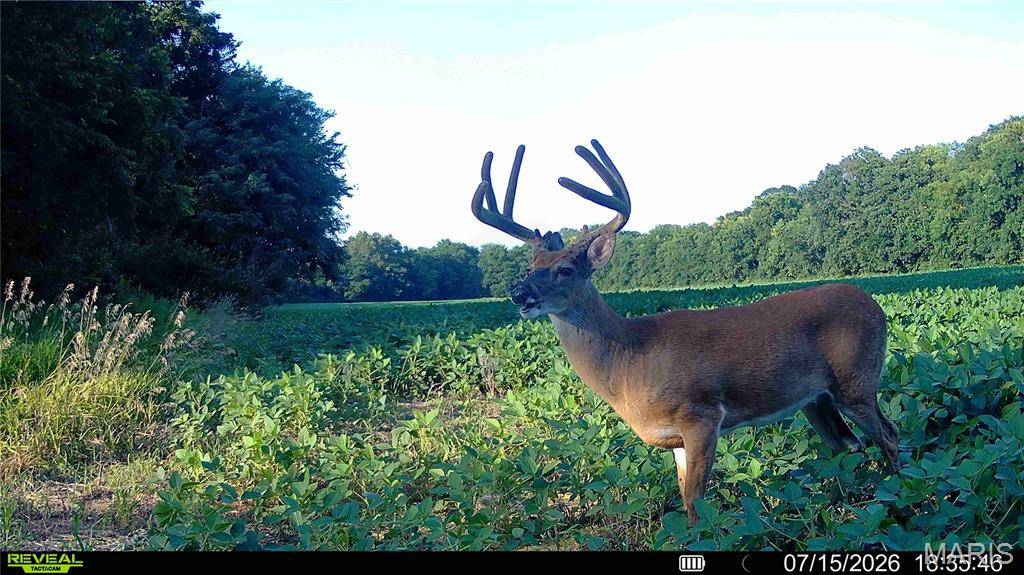 0 Walnut Hill Ln. (36.31+/- Acres), Elsberry, MO 63343