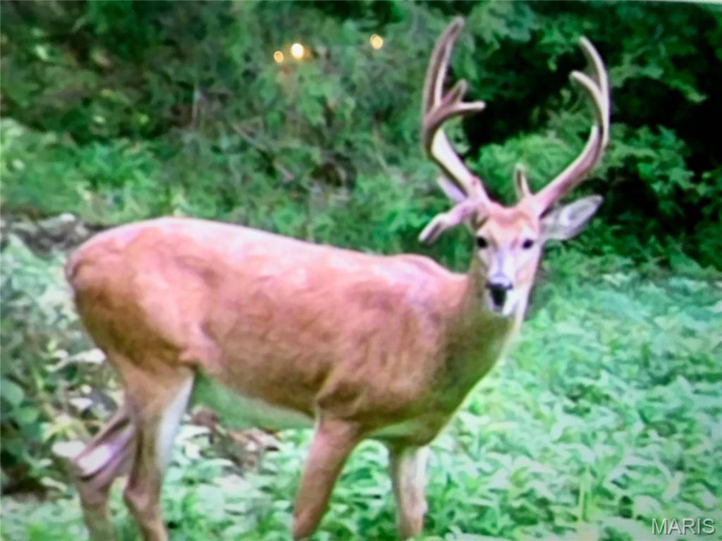 4.65 +/- Acres Pendleton Lost Creek RD, Warrenton, MO 63383