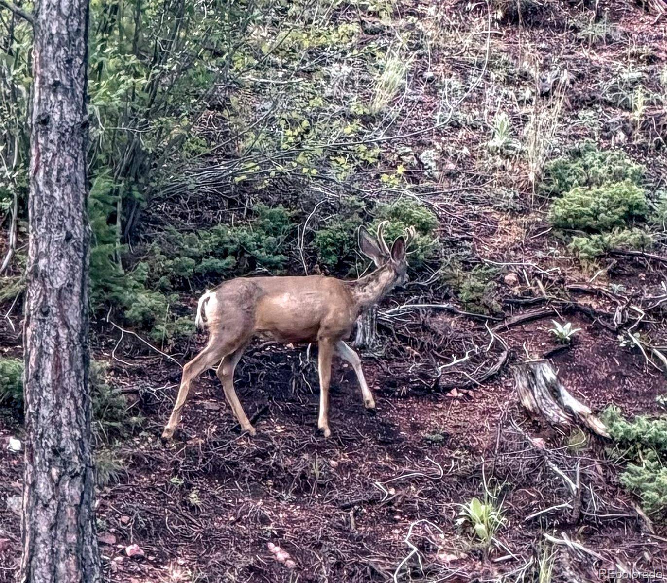 TBD Cathedral TRL, Conifer, CO 80433