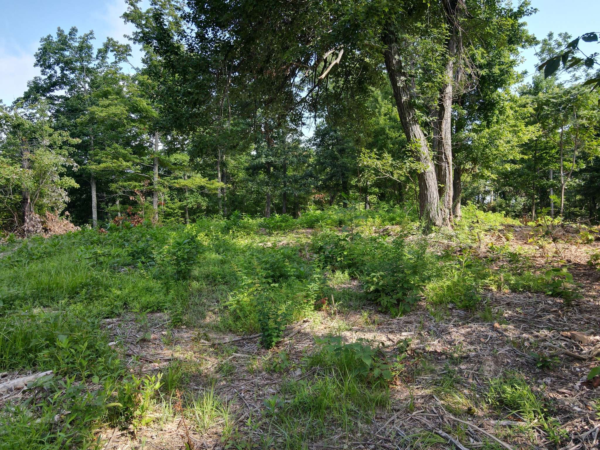 0 Rivendell, Beechgrove, TN 37018