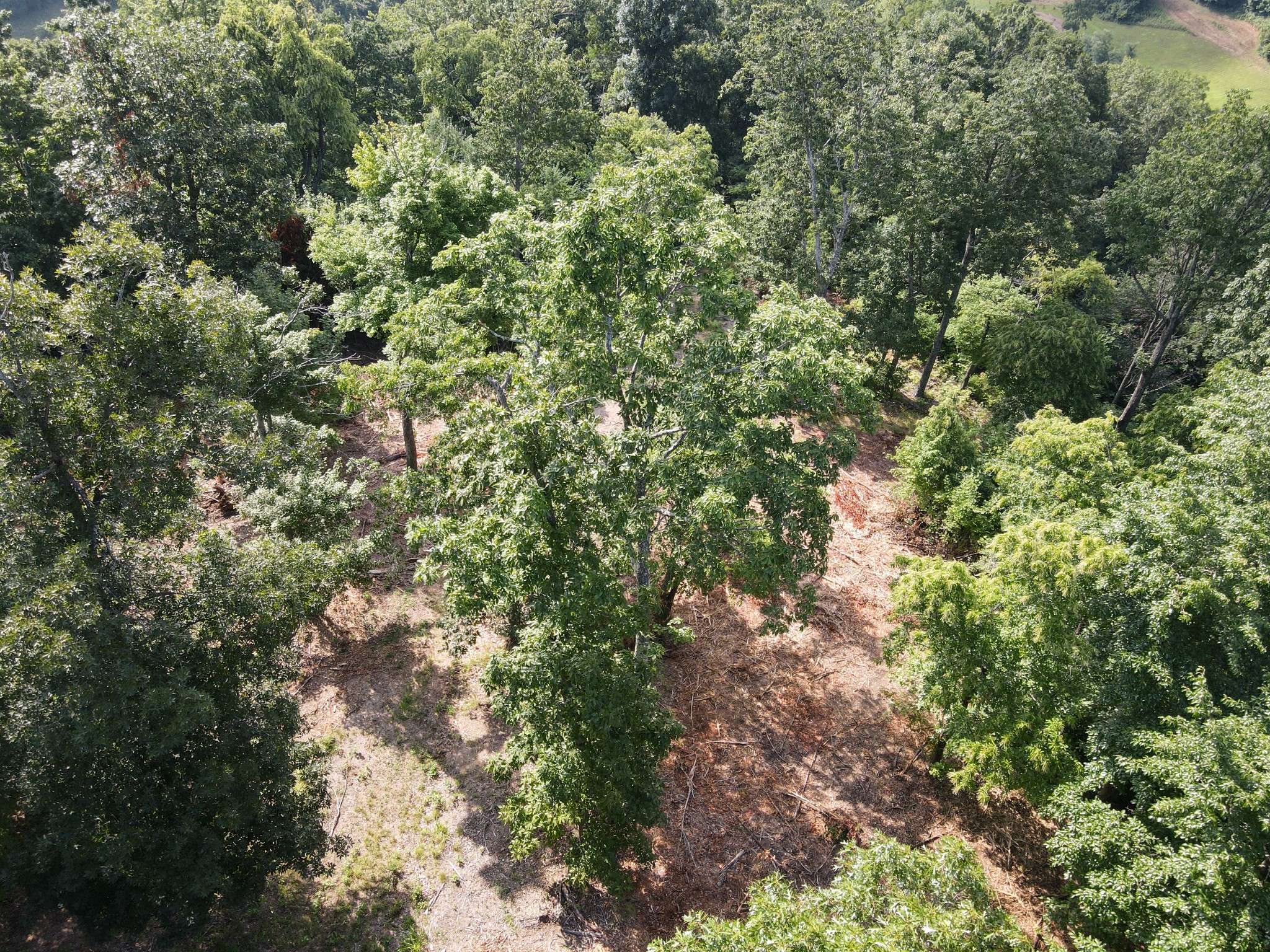 0 Rivendell, Beechgrove, TN 37018