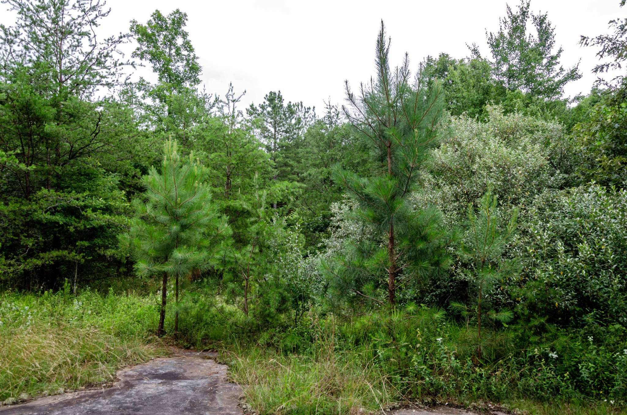 0 Valley Ln, Spencer, TN 38585