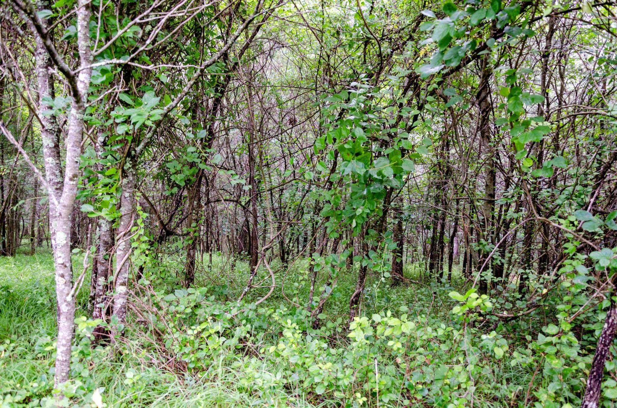 0 Valley Ln, Spencer, TN 38585