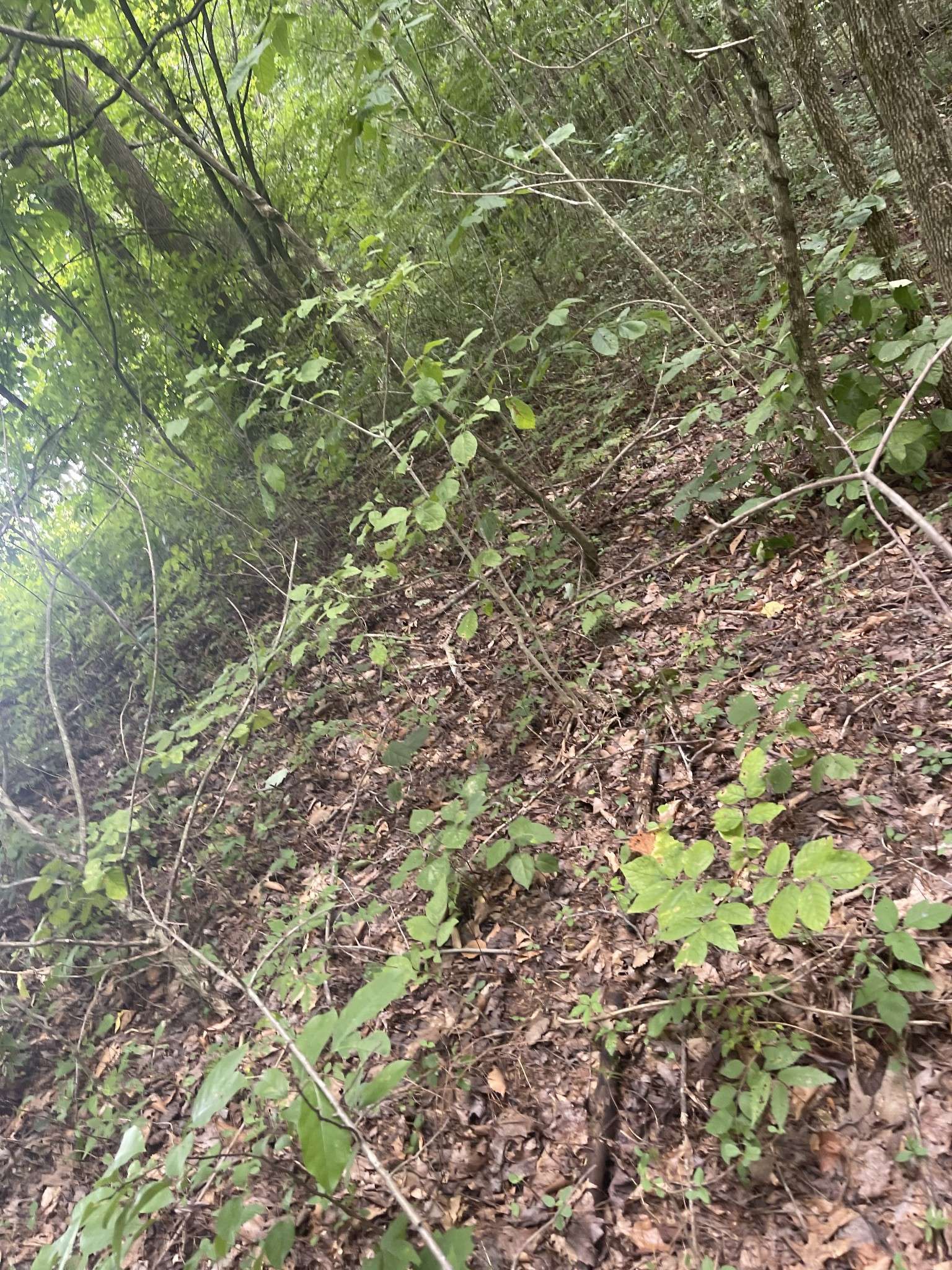 0 HWY 52 bypass west #W, Lafayette, TN 37083