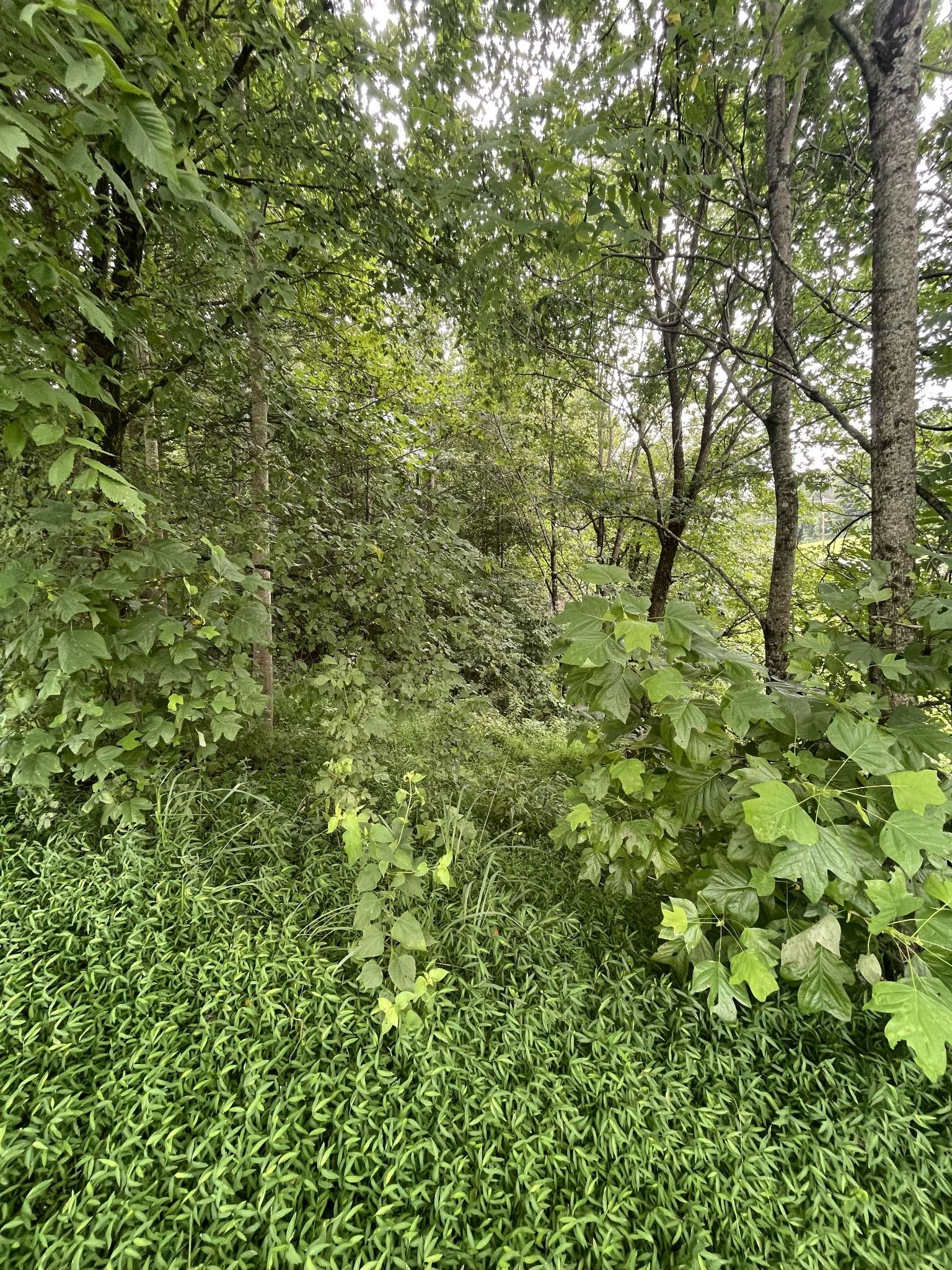0 HWY 52 bypass west #W, Lafayette, TN 37083