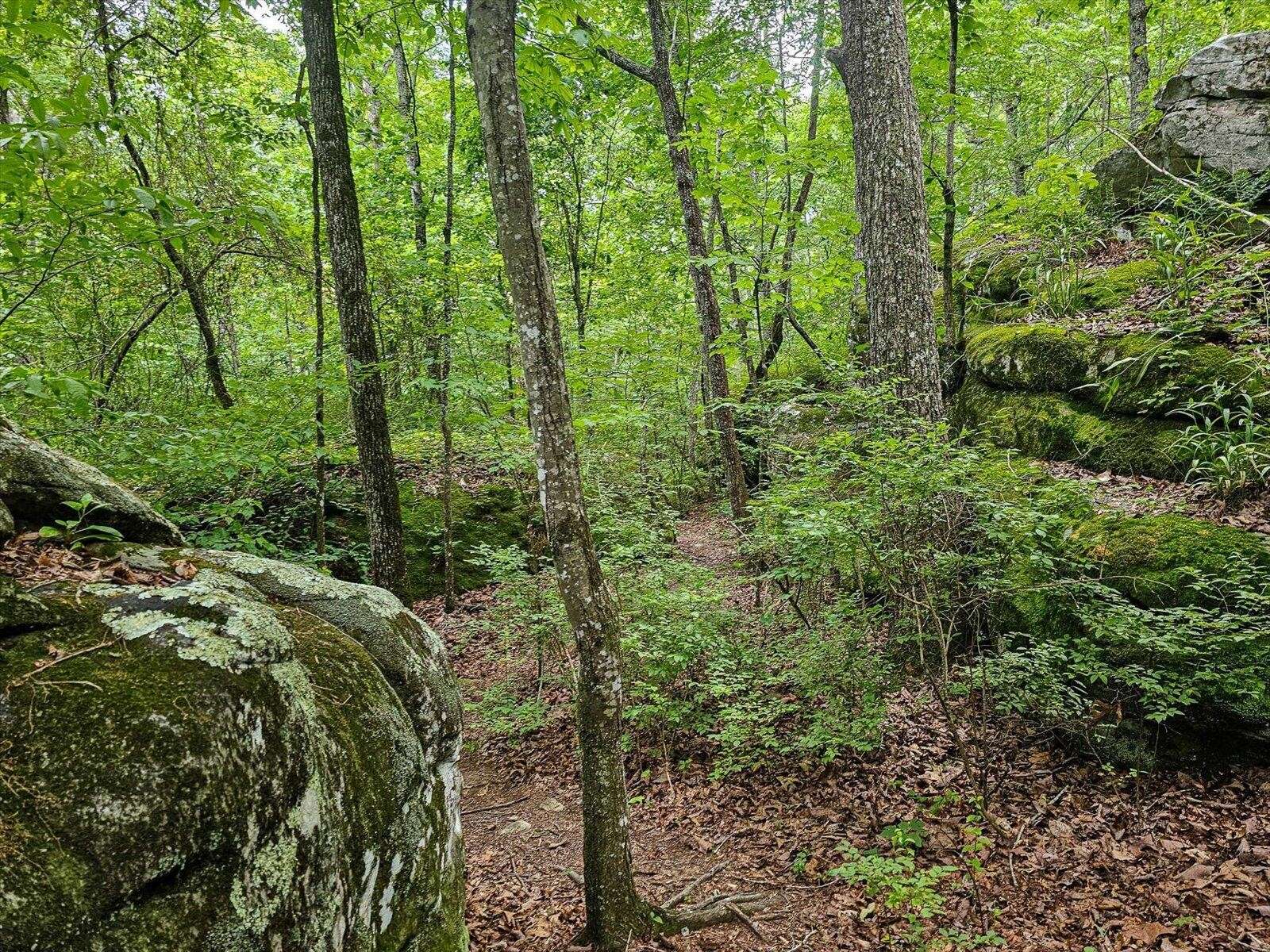 0 Hwy 157, Menlo, GA 30731