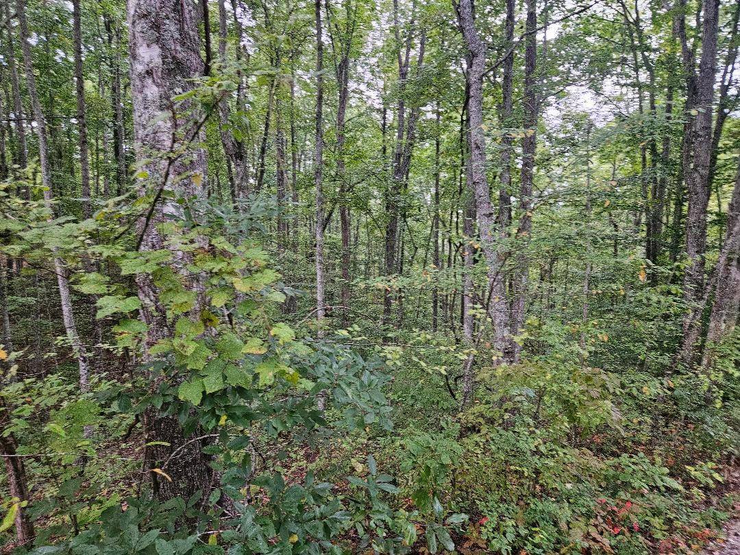 0 Sells Cemetery Road, Wilder, TN 38589