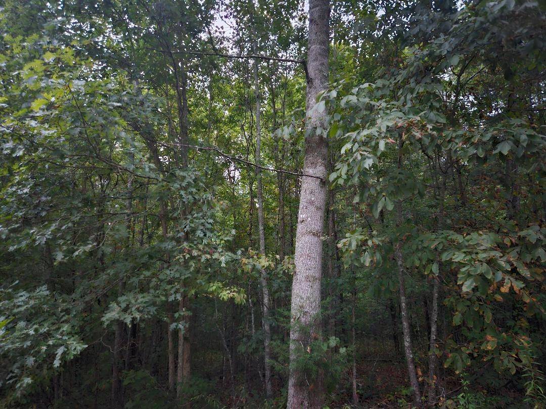 0 Sandy Road, Wilder, TN 38589