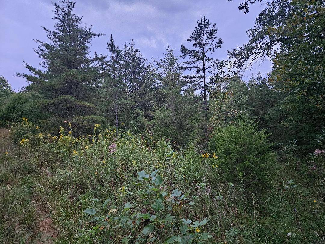 0 Sandy Road, Wilder, TN 38589