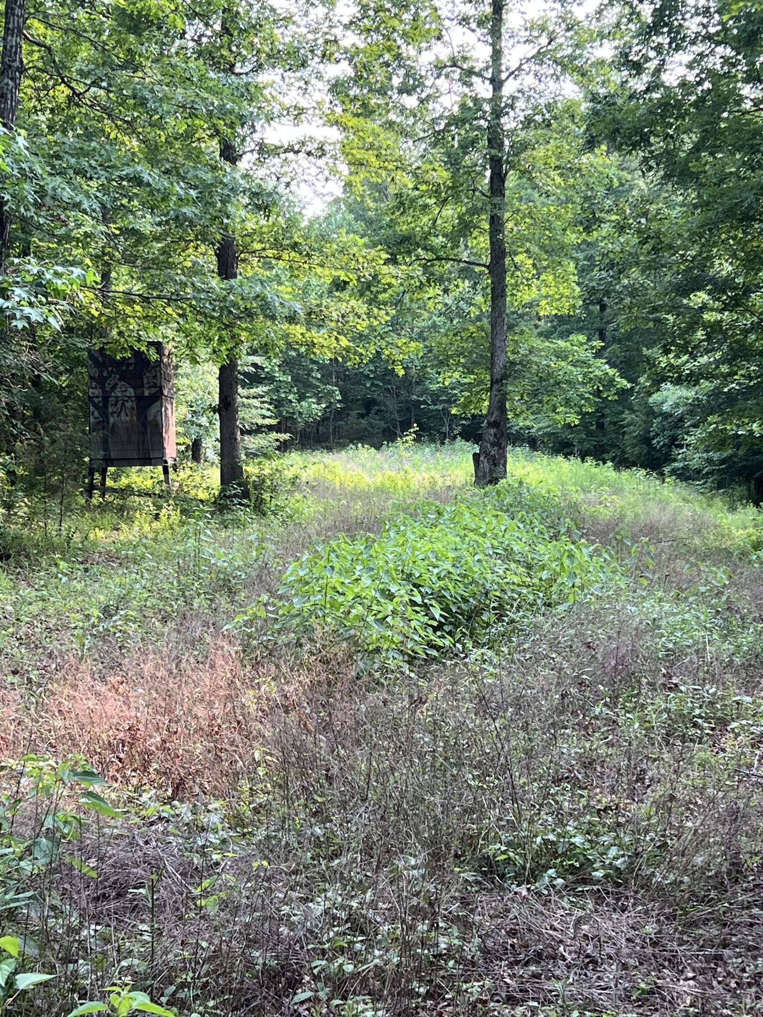 1 Cane Creek Road, Hohenwald, TN 38462
