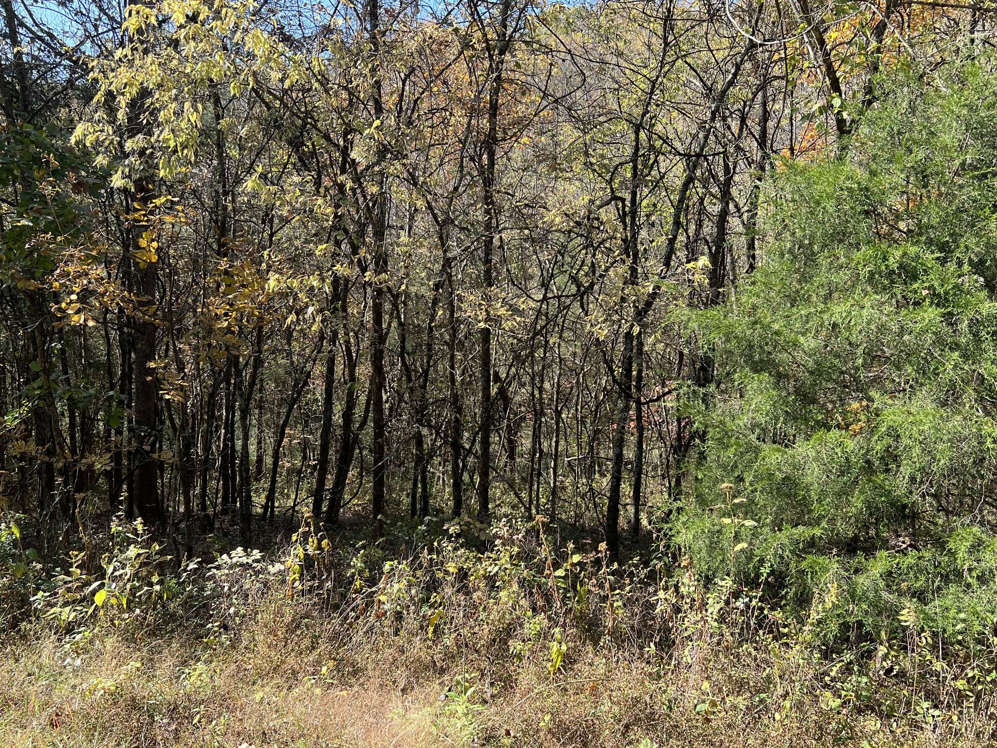 0 Reece Hollow Rd, Carthage, TN 37030