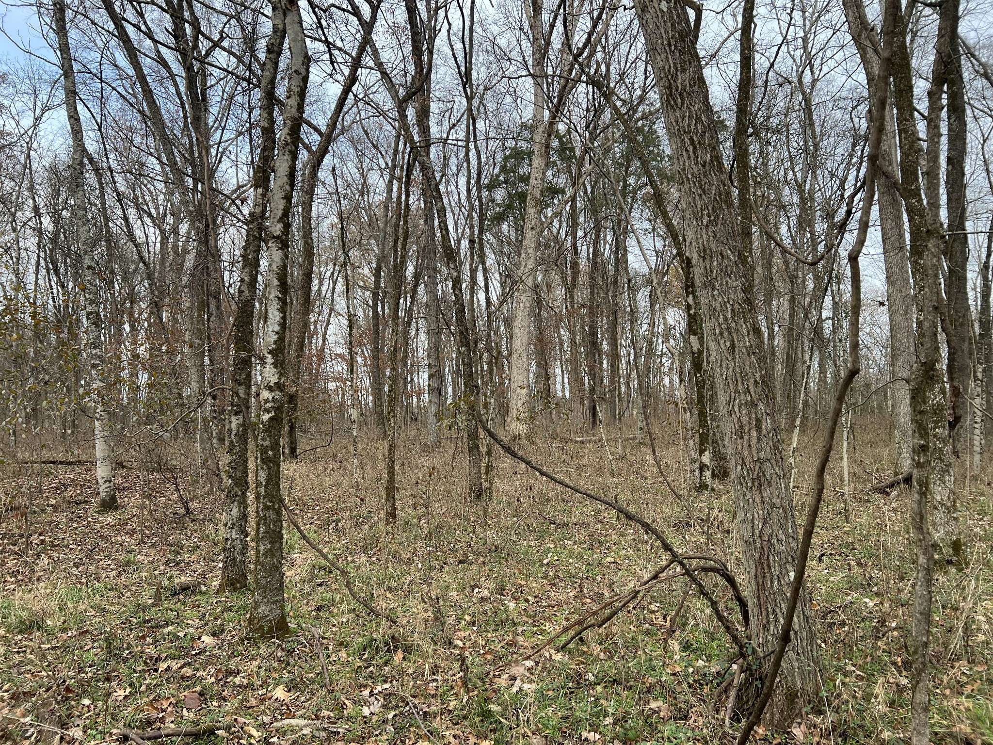 1 Pyles Rd, Chapel Hill, TN 37034