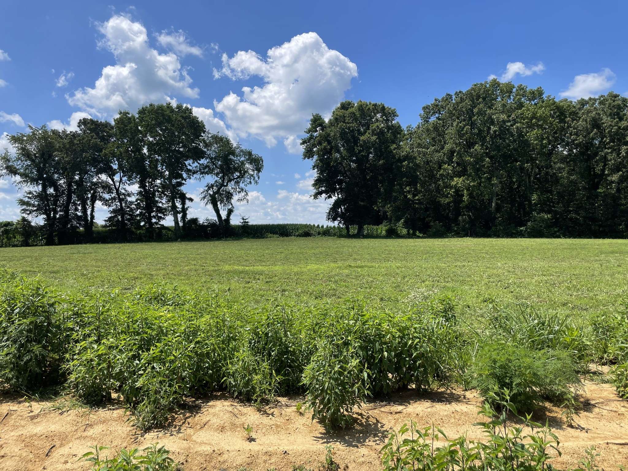 0 Hidden Hills Lane, Summertown, TN 38483