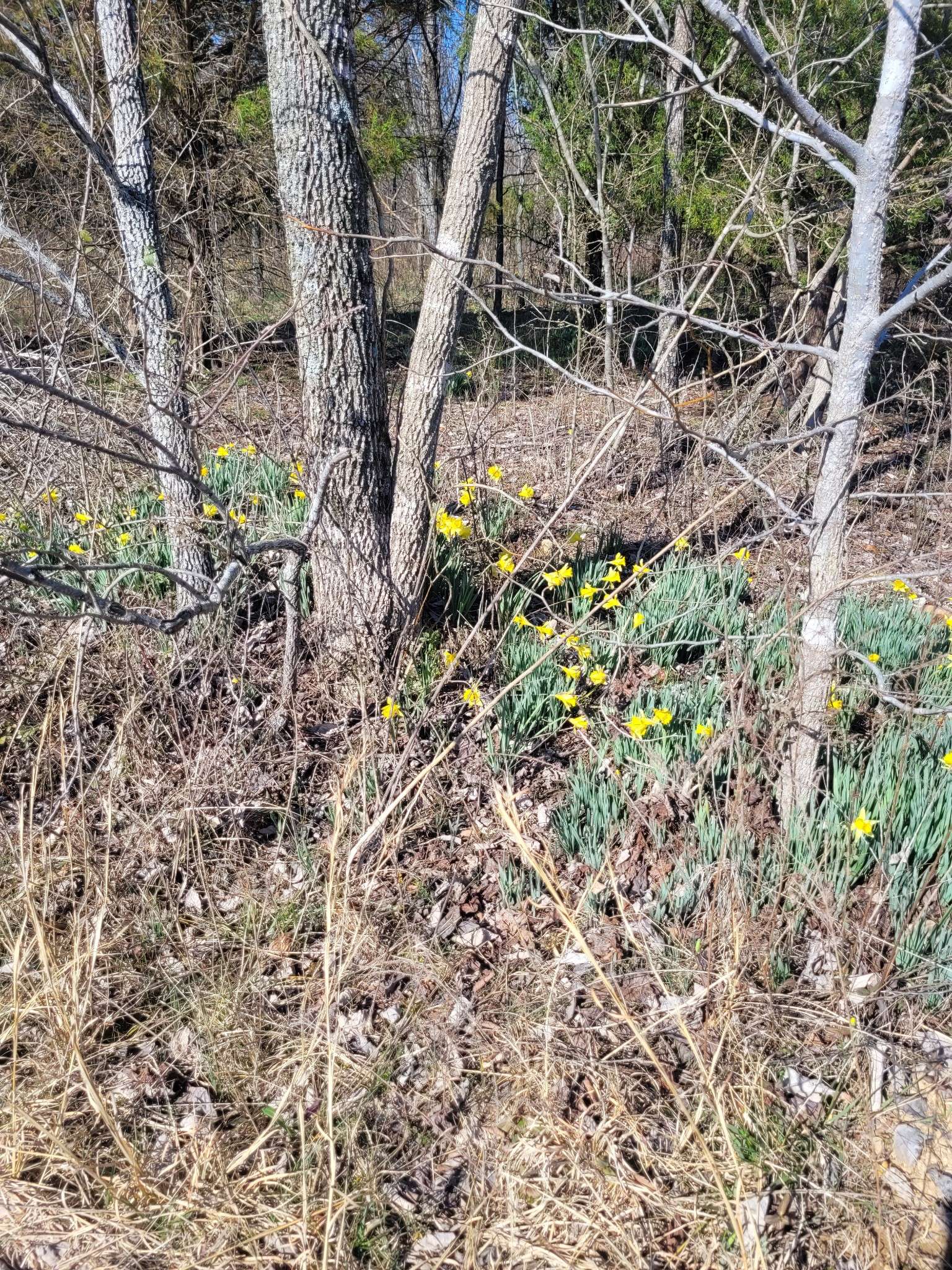 0 Cowhorne Hollow Rd, Prospect, TN 38477