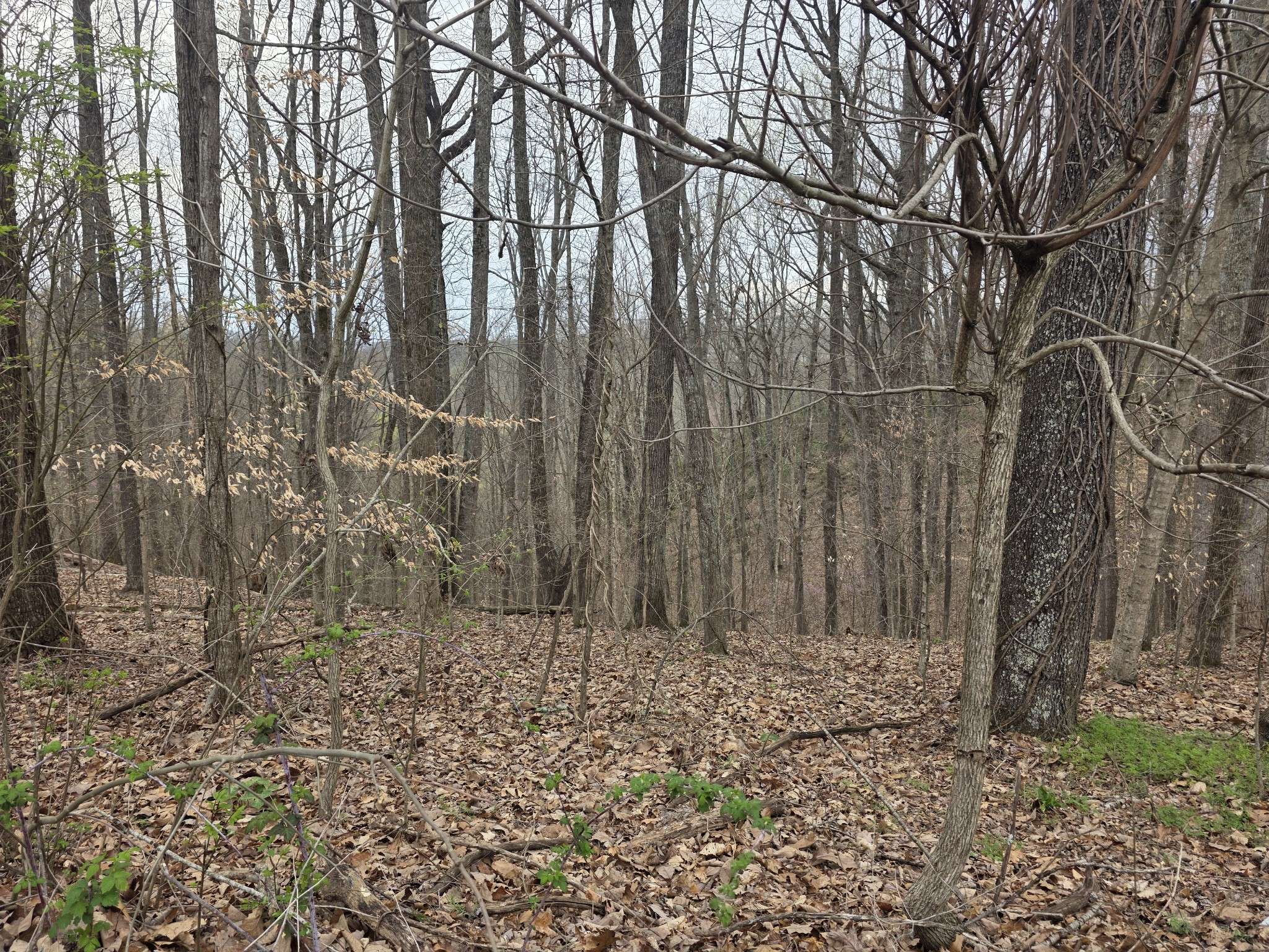 0 Windy Cut Dr, Dowelltown, TN 37059