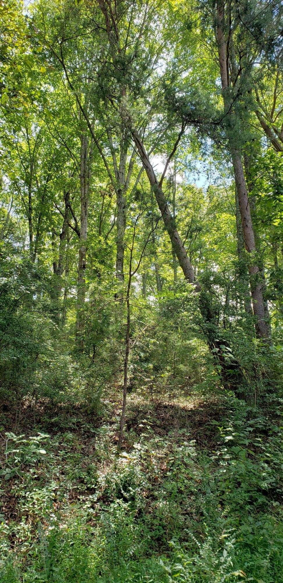 0 Treeline Drive, Dunlap, TN 37327