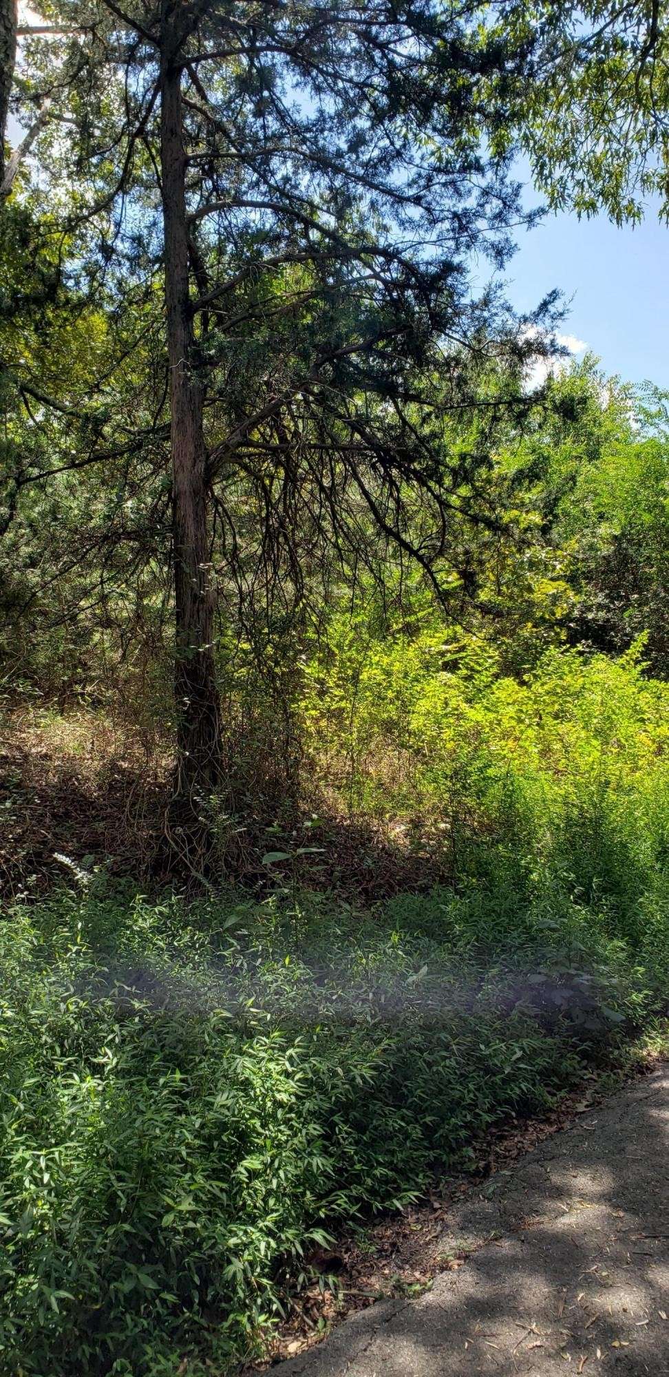 0 Treeline Drive, Dunlap, TN 37327