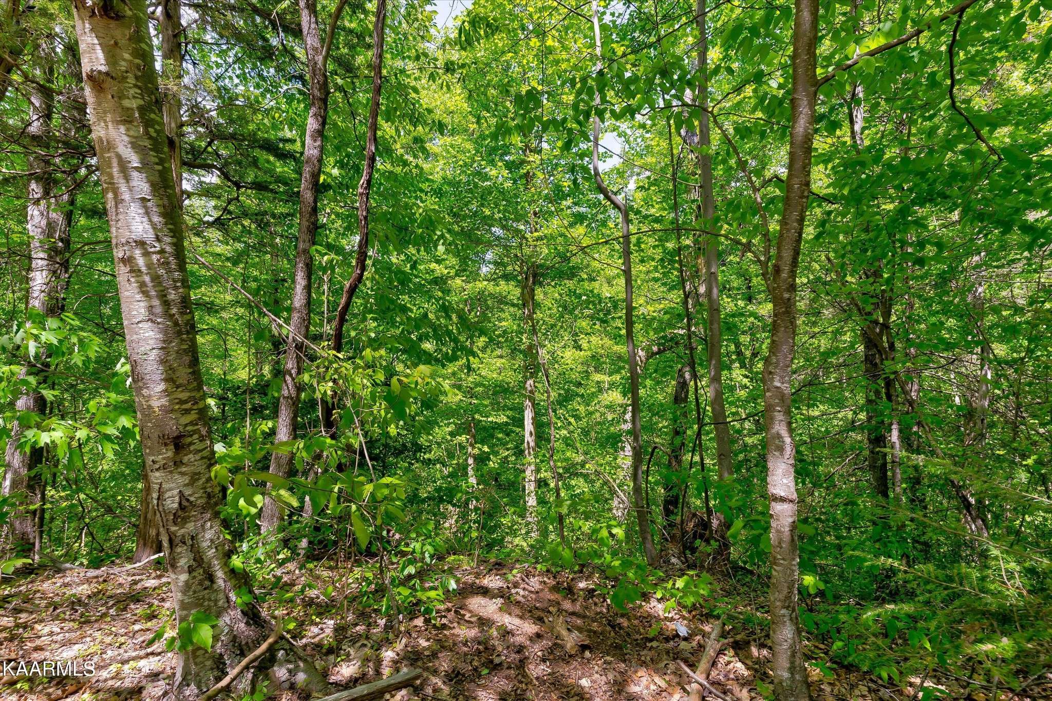 650 Silver Poplar Lane, Sevierville, TN 37876