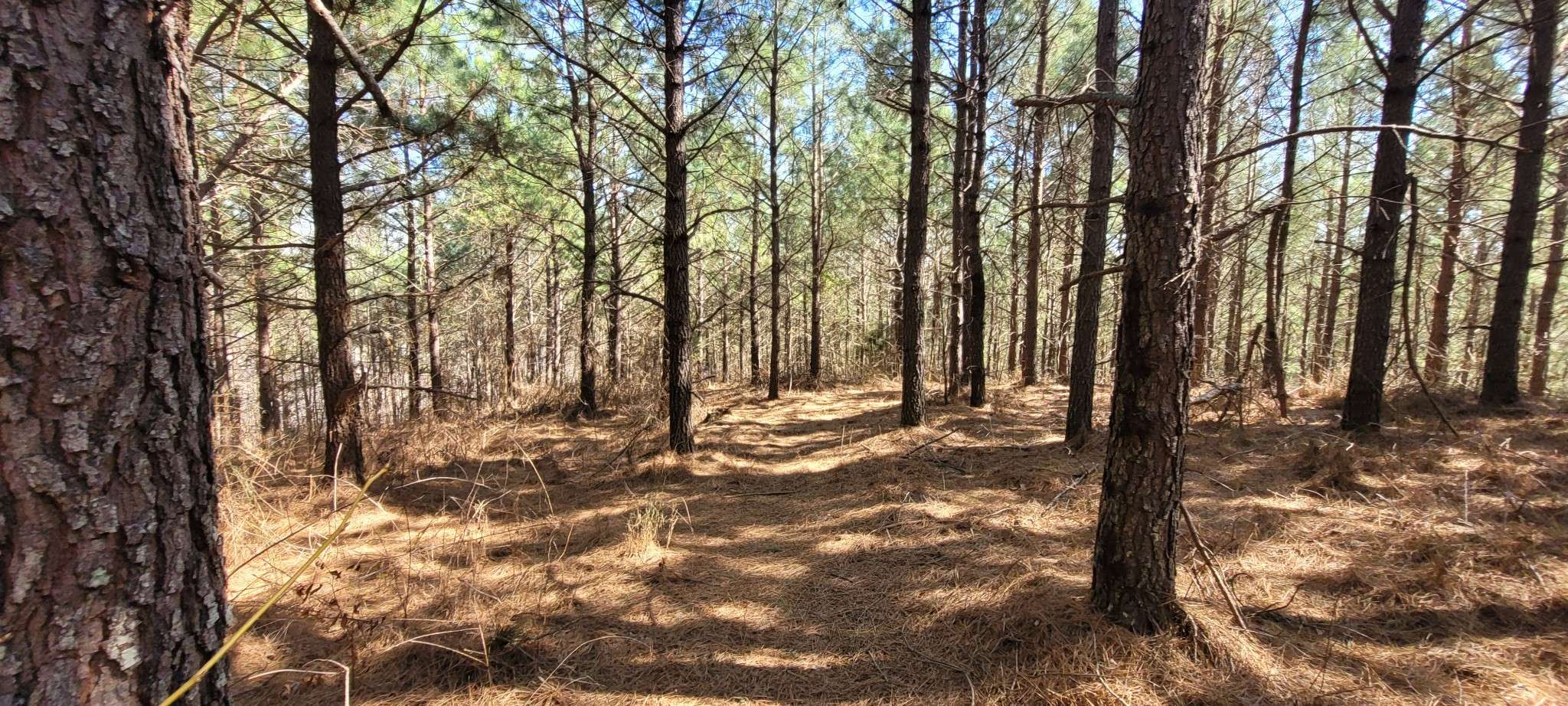 1 Saddleback Dr, Dover, TN 37058