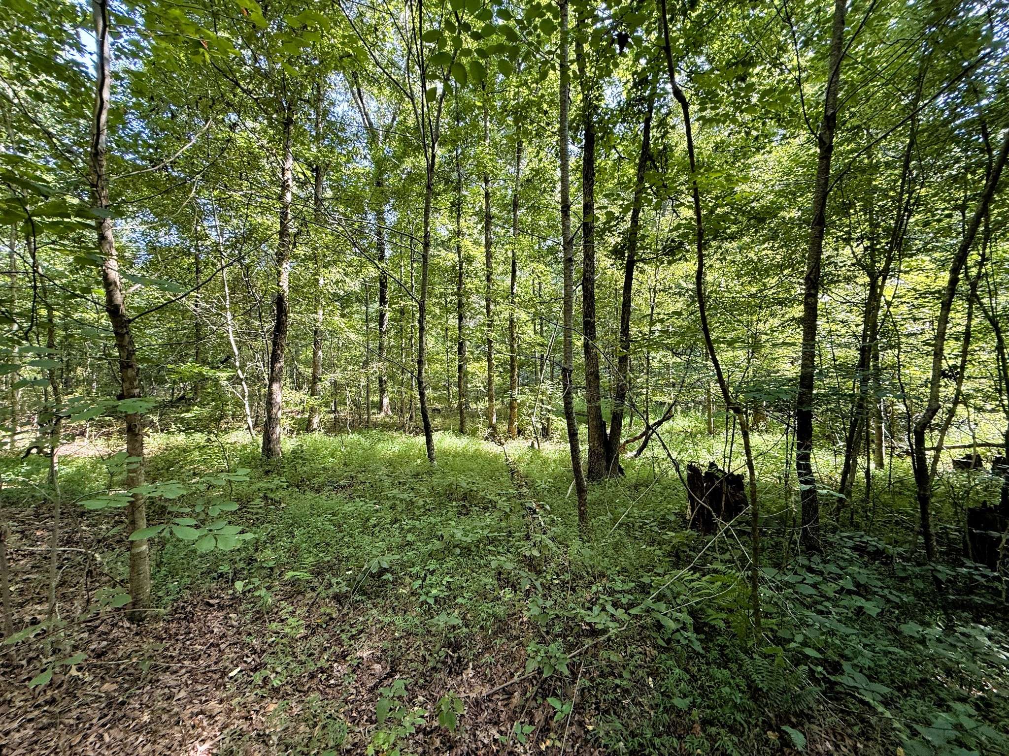 0 Webb Rd Ext, Summertown, TN 38483
