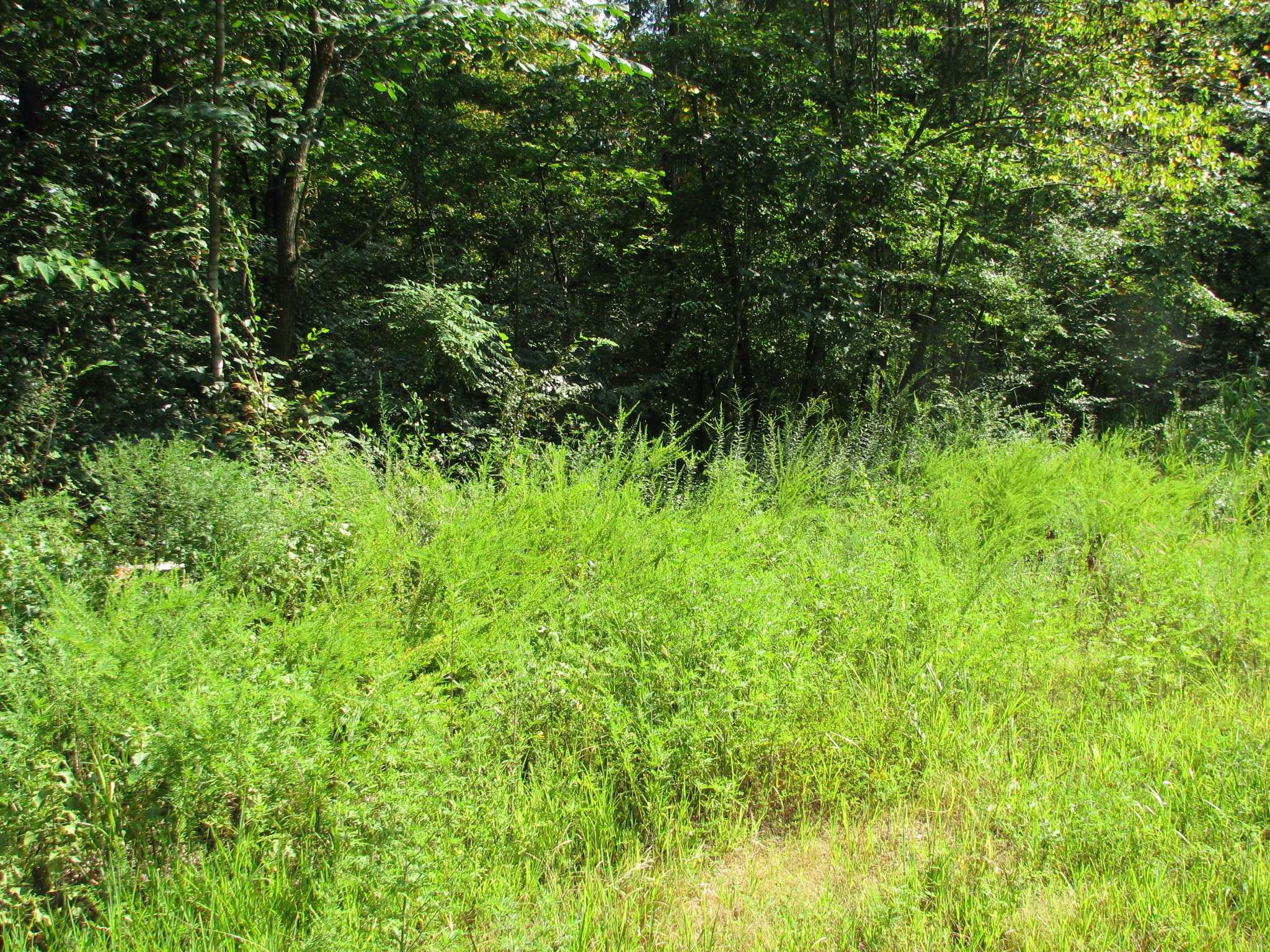 0 Sycamore Landing Rd, Waverly, TN 37185