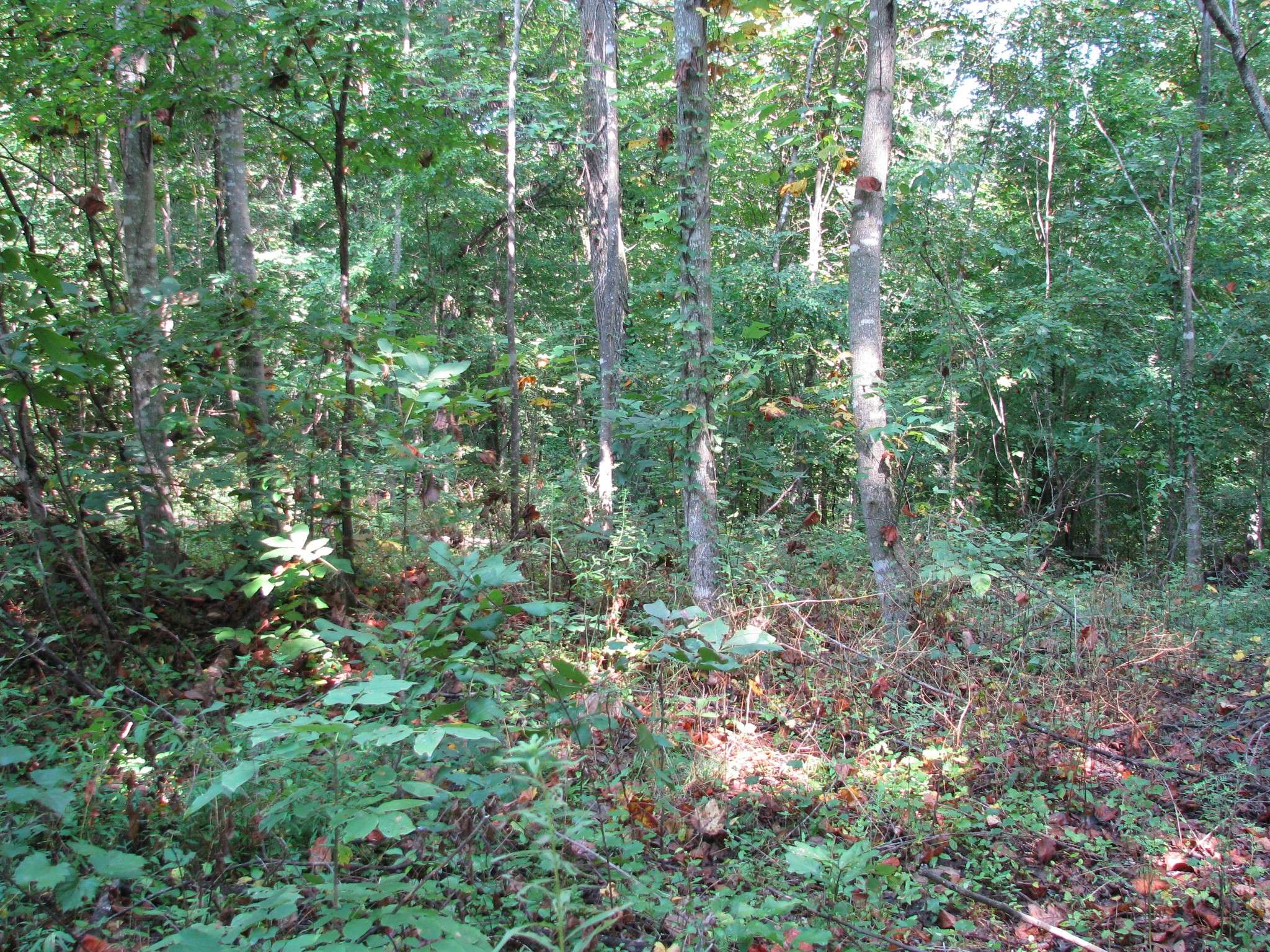 0 Sycamore Landing Rd, Waverly, TN 37185