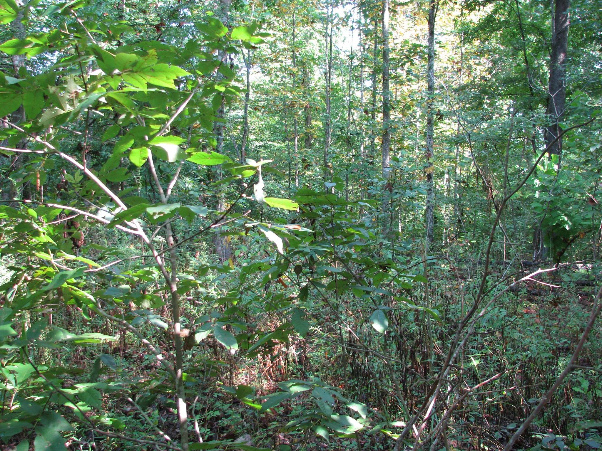 0 Sycamore Landing Rd, Waverly, TN 37185